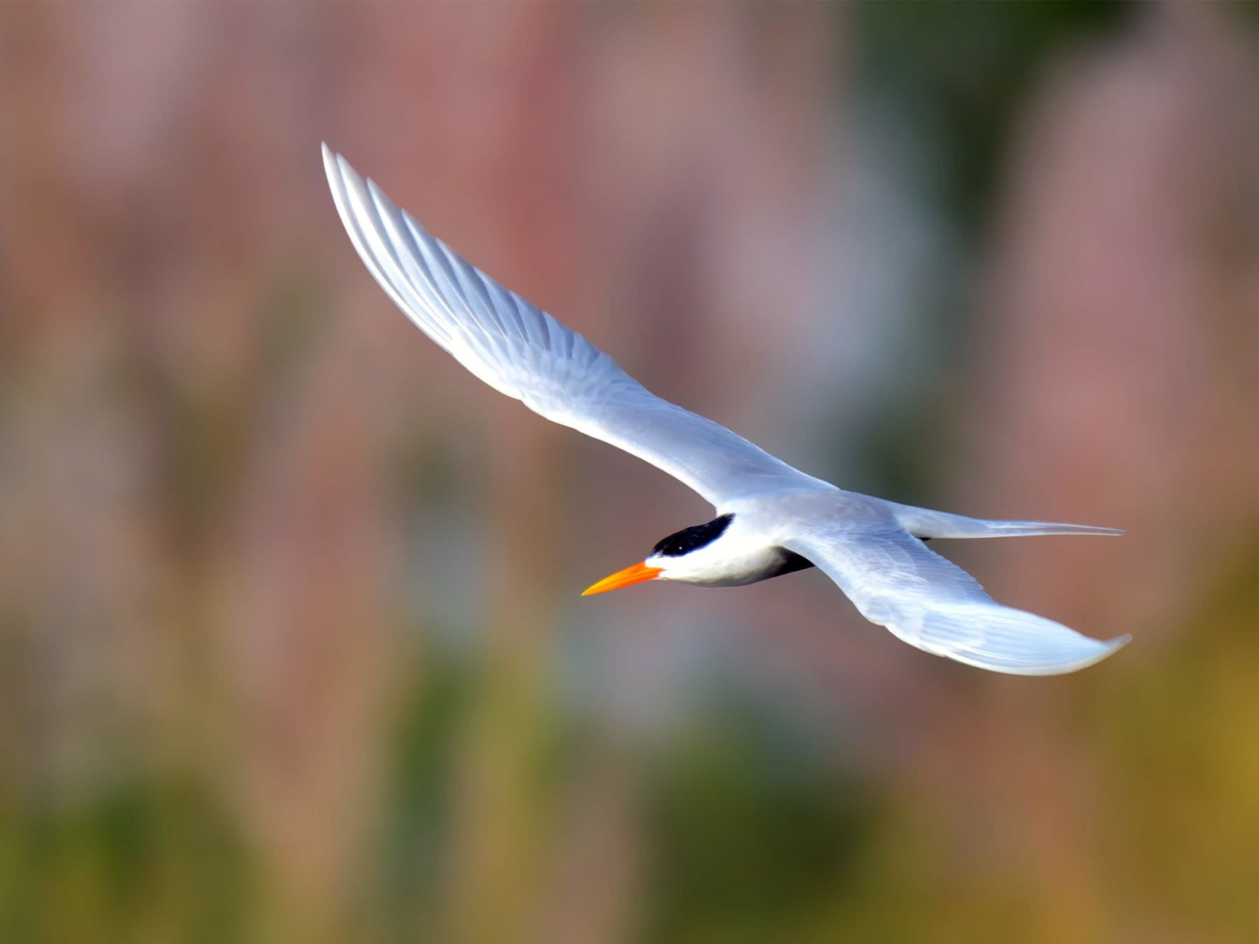 Black-bellied Tern in-flight