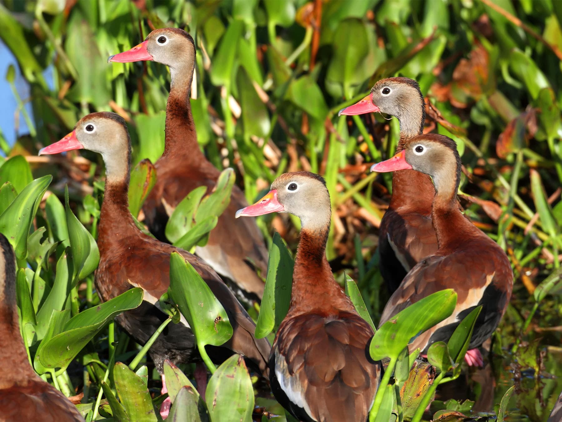 Black bellied whistling ducks in everglades