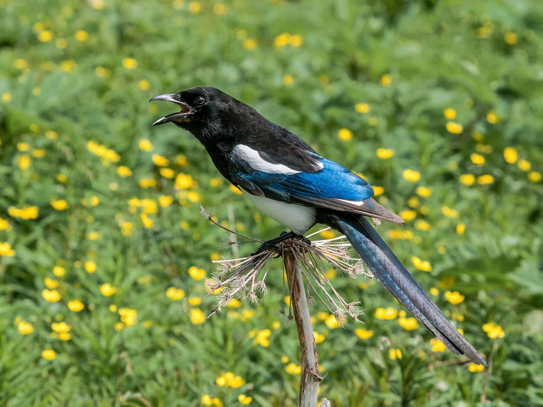 Black billed magpie calling