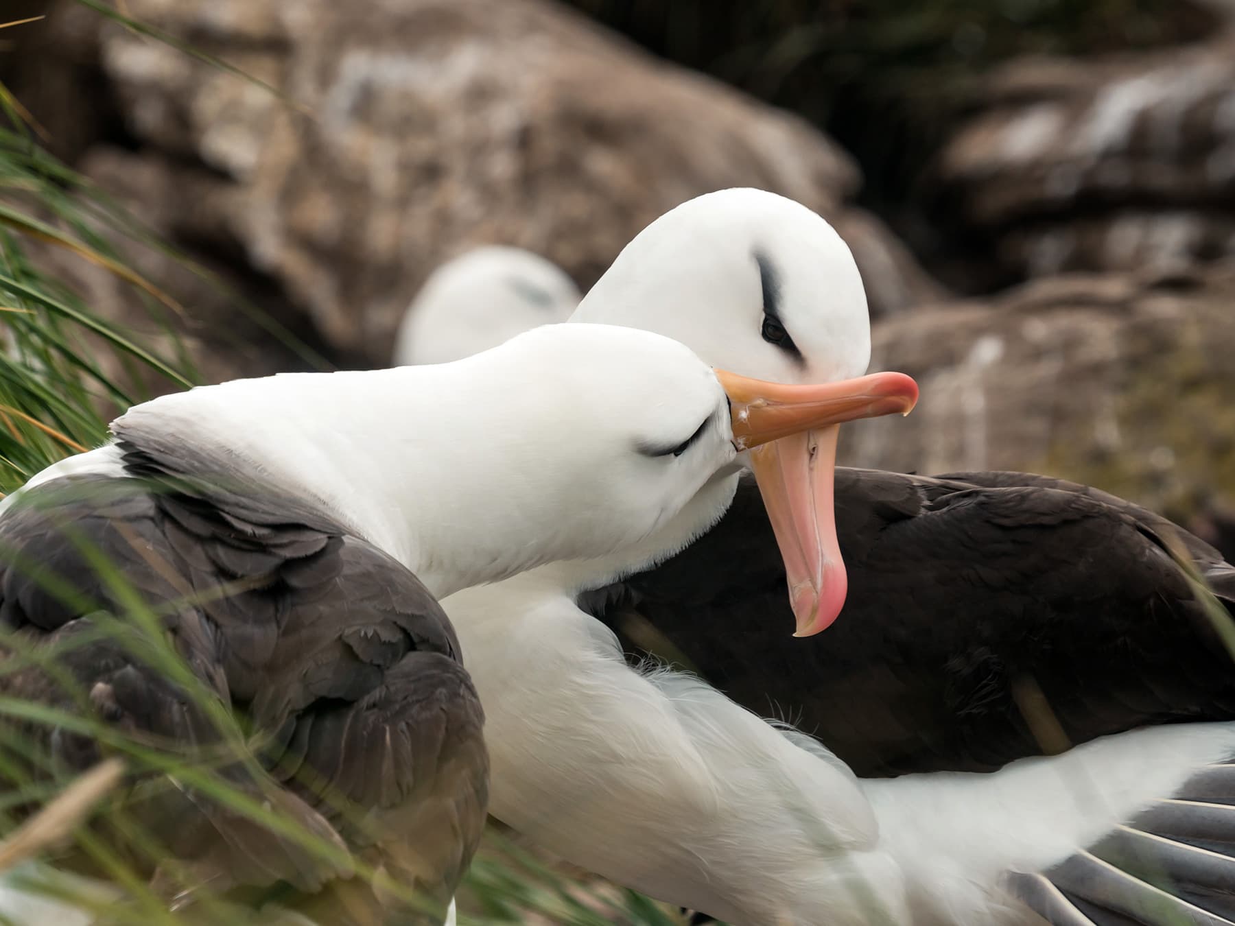 Black browed albatross pair during breeding season