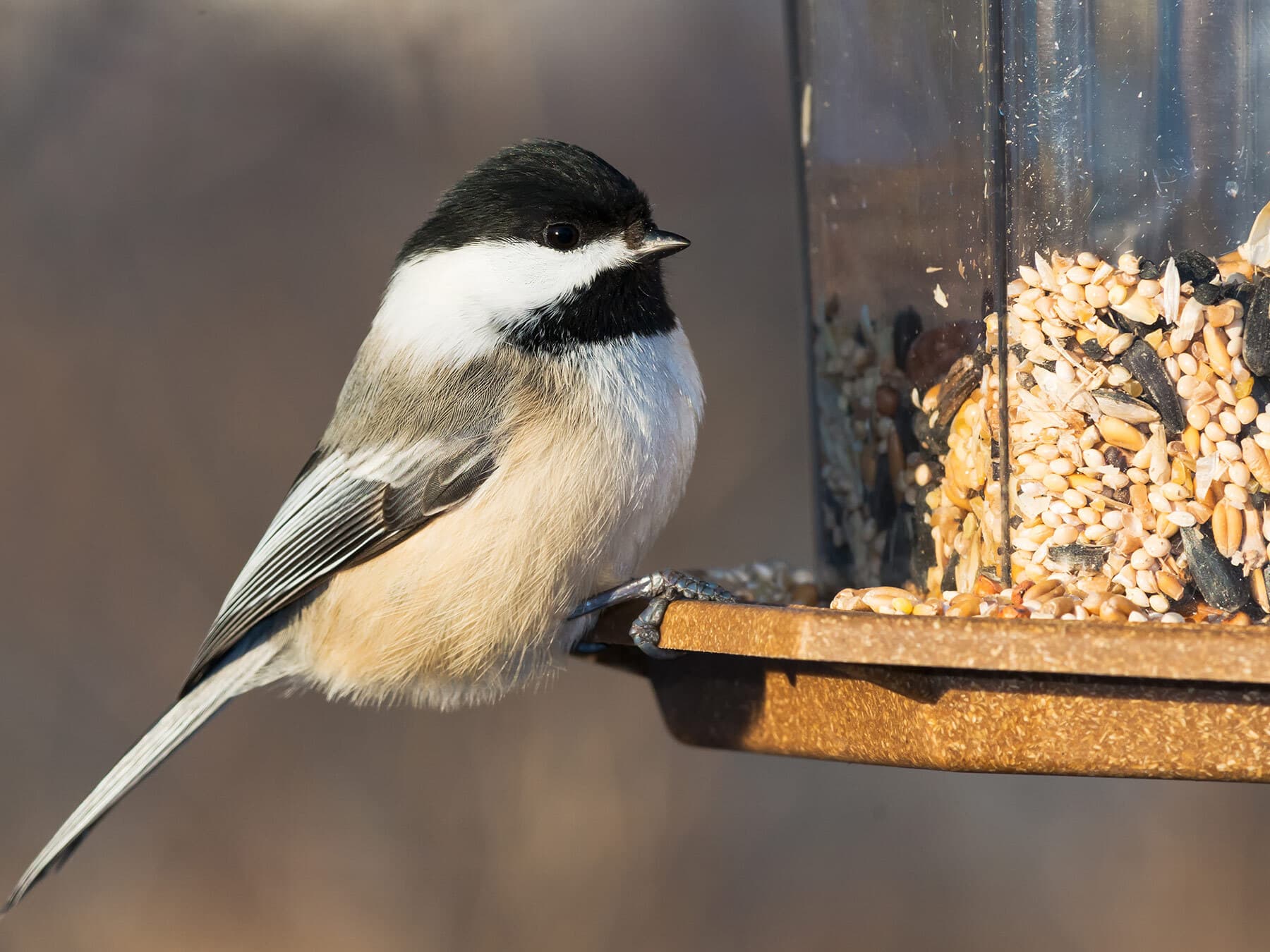 Black capped chickadee at feeder