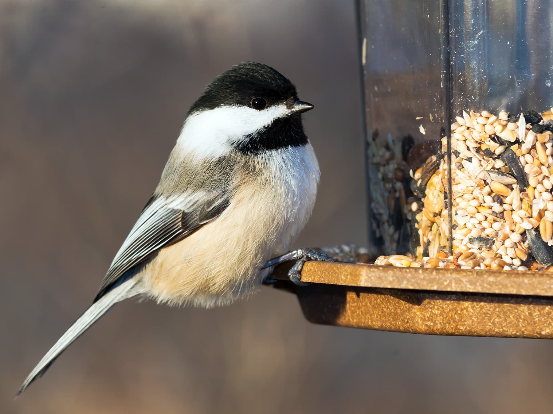 Black capped chickadee at garden feeder