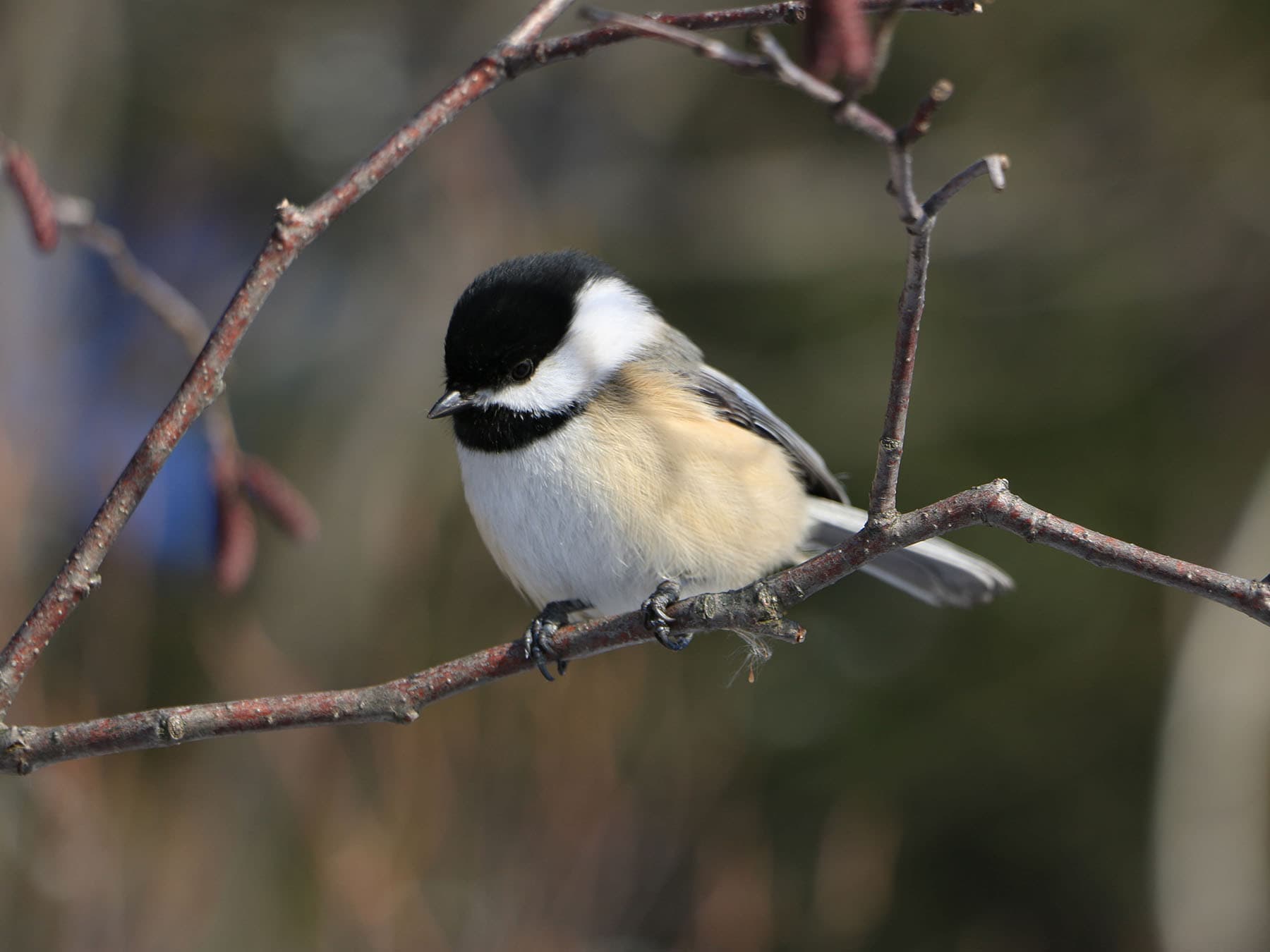 Black capped chickadee female