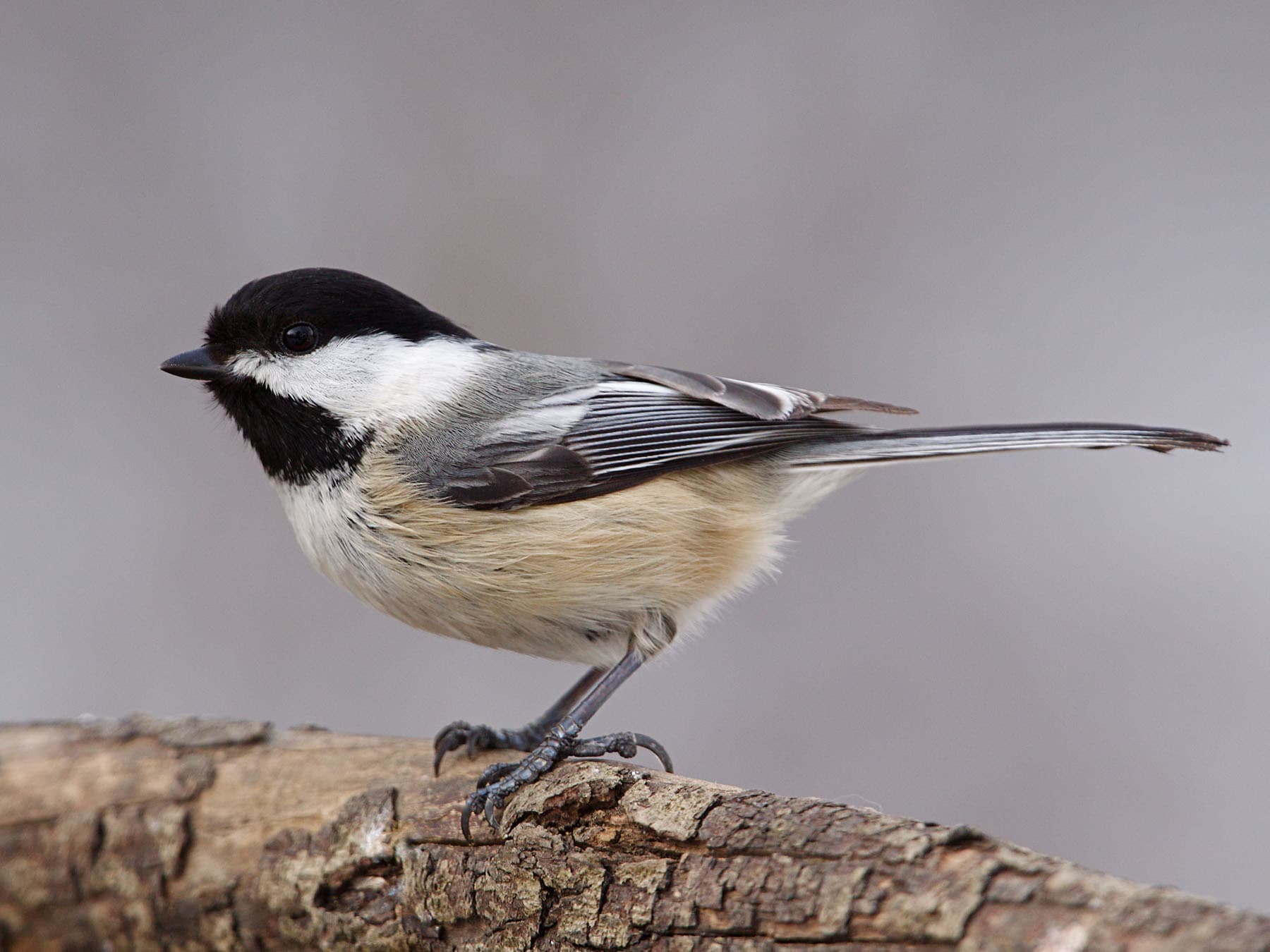 Black capped chickadee perched