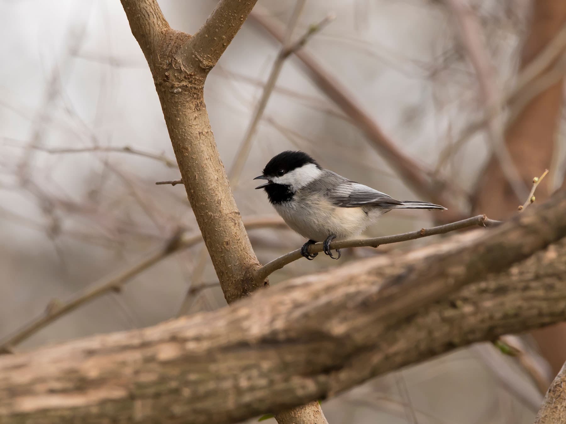 Black capped chickadee singing