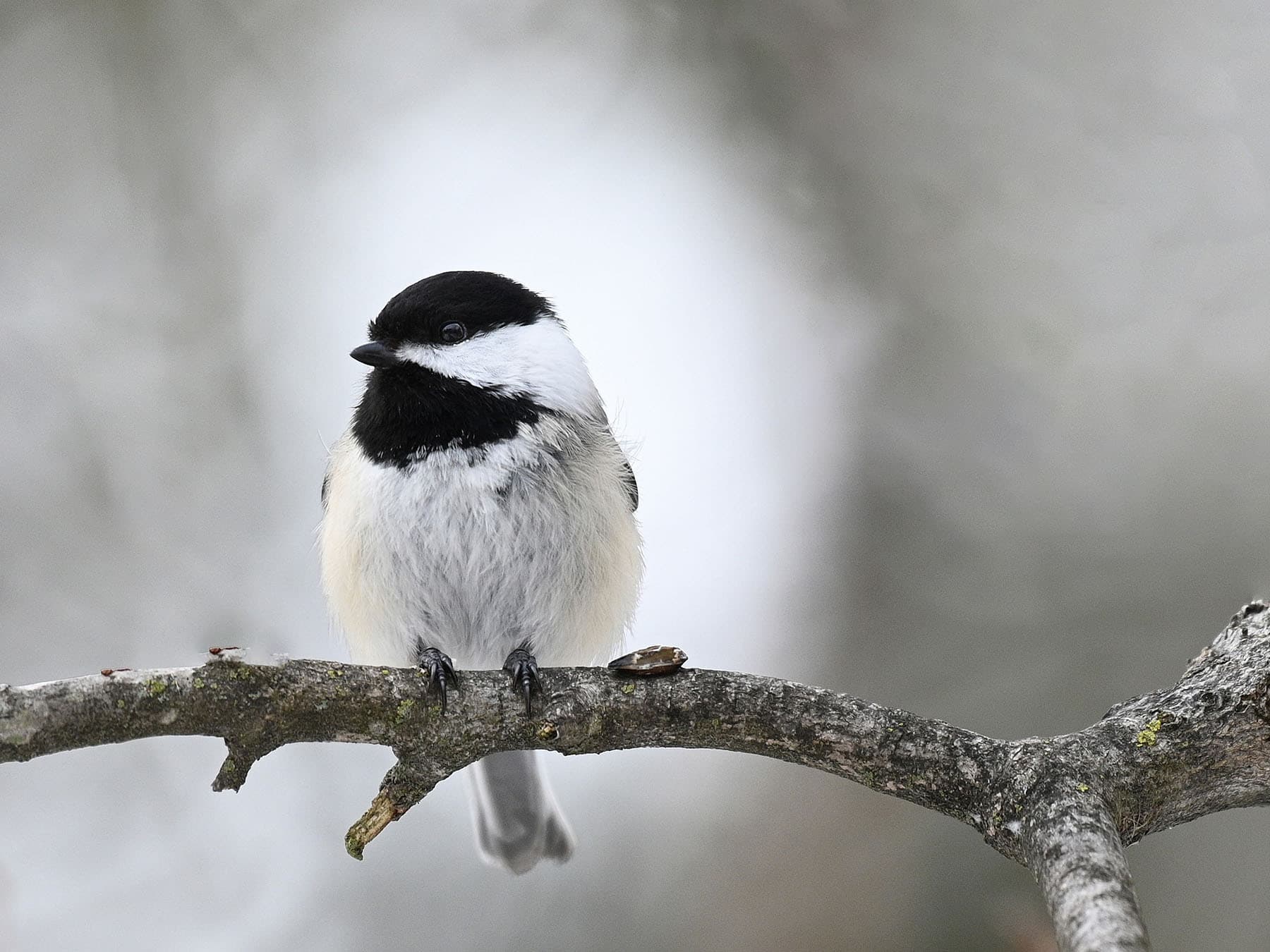 Black capped chickadee sunflower seed