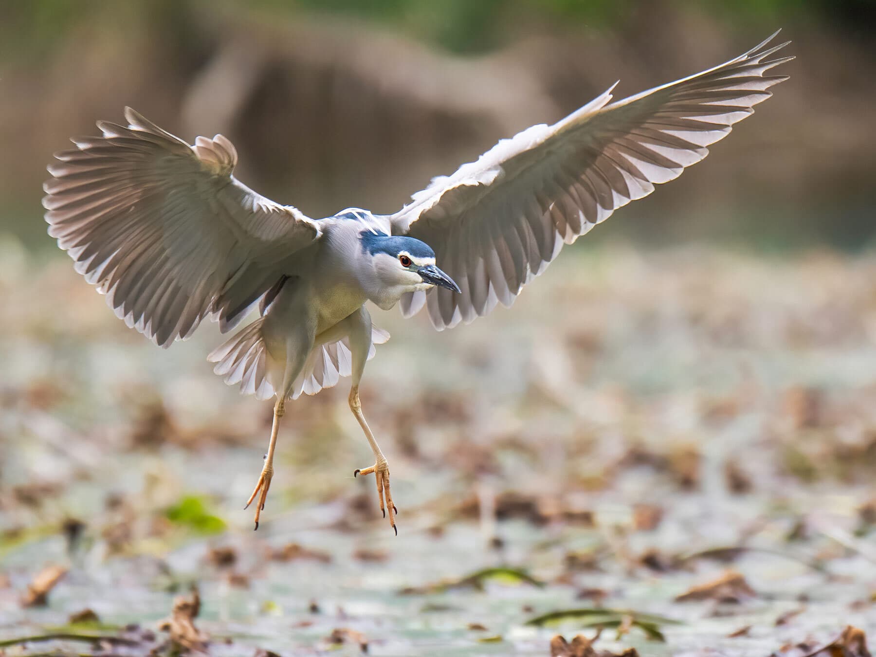 Black-crowned Night Heron with spread wings