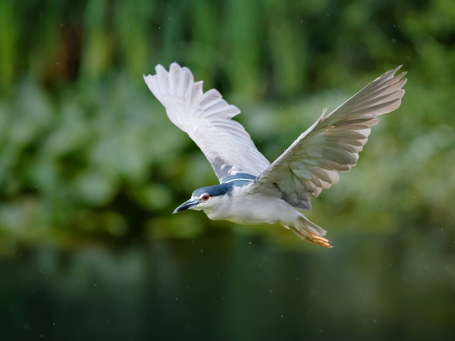 Black-crowned Night Heron in flight