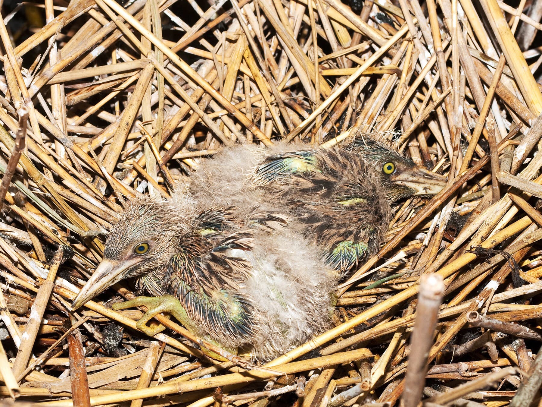 Nest of a Black-crowned Night Heron with young chicks