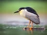 Black-crowned Night-heron