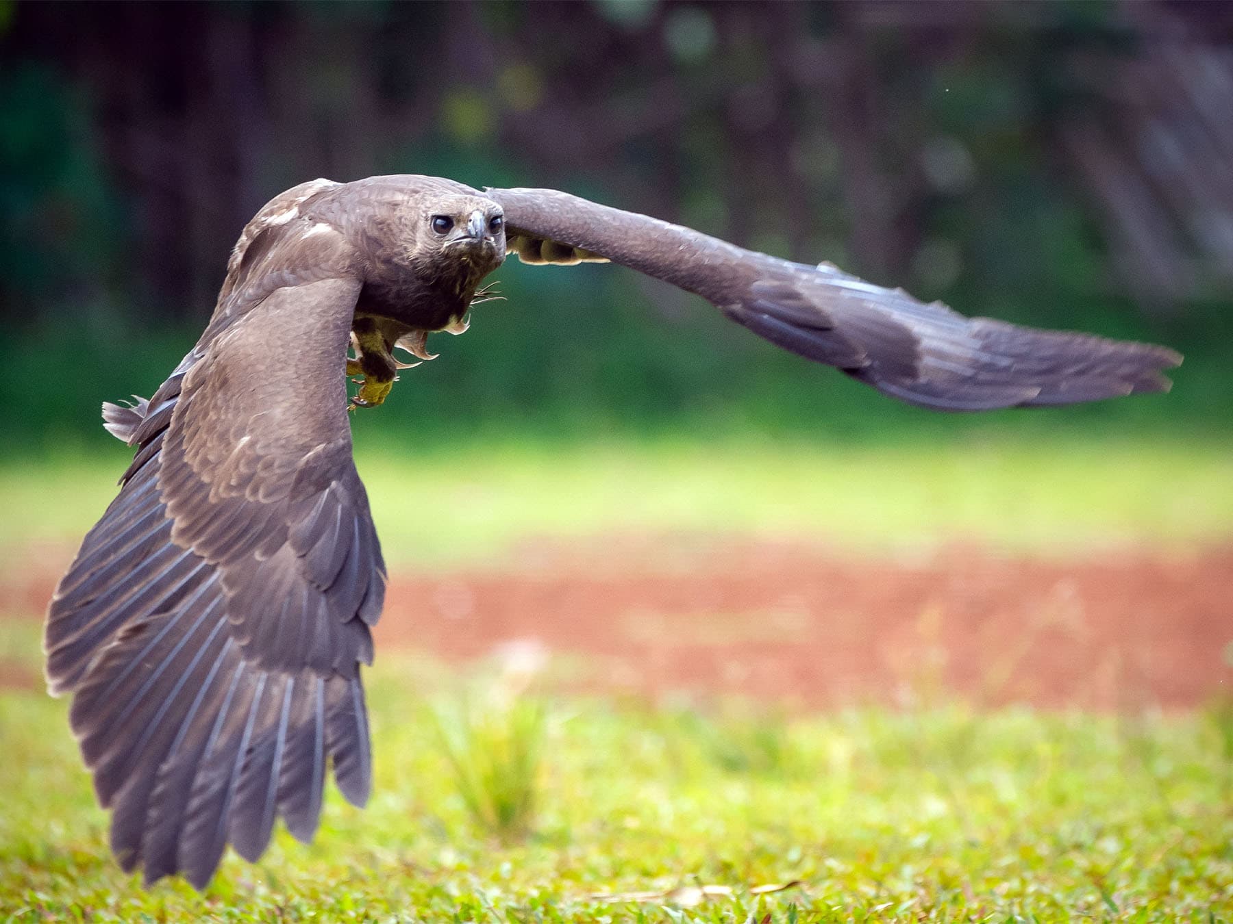 Black Eagle flying low in search of prey