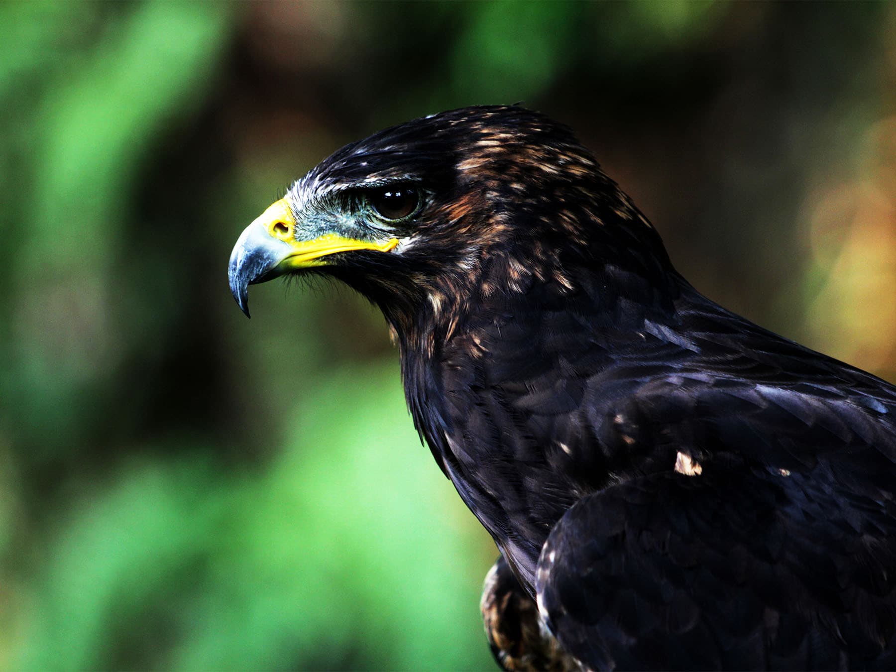 Portrait of a Back Eagle