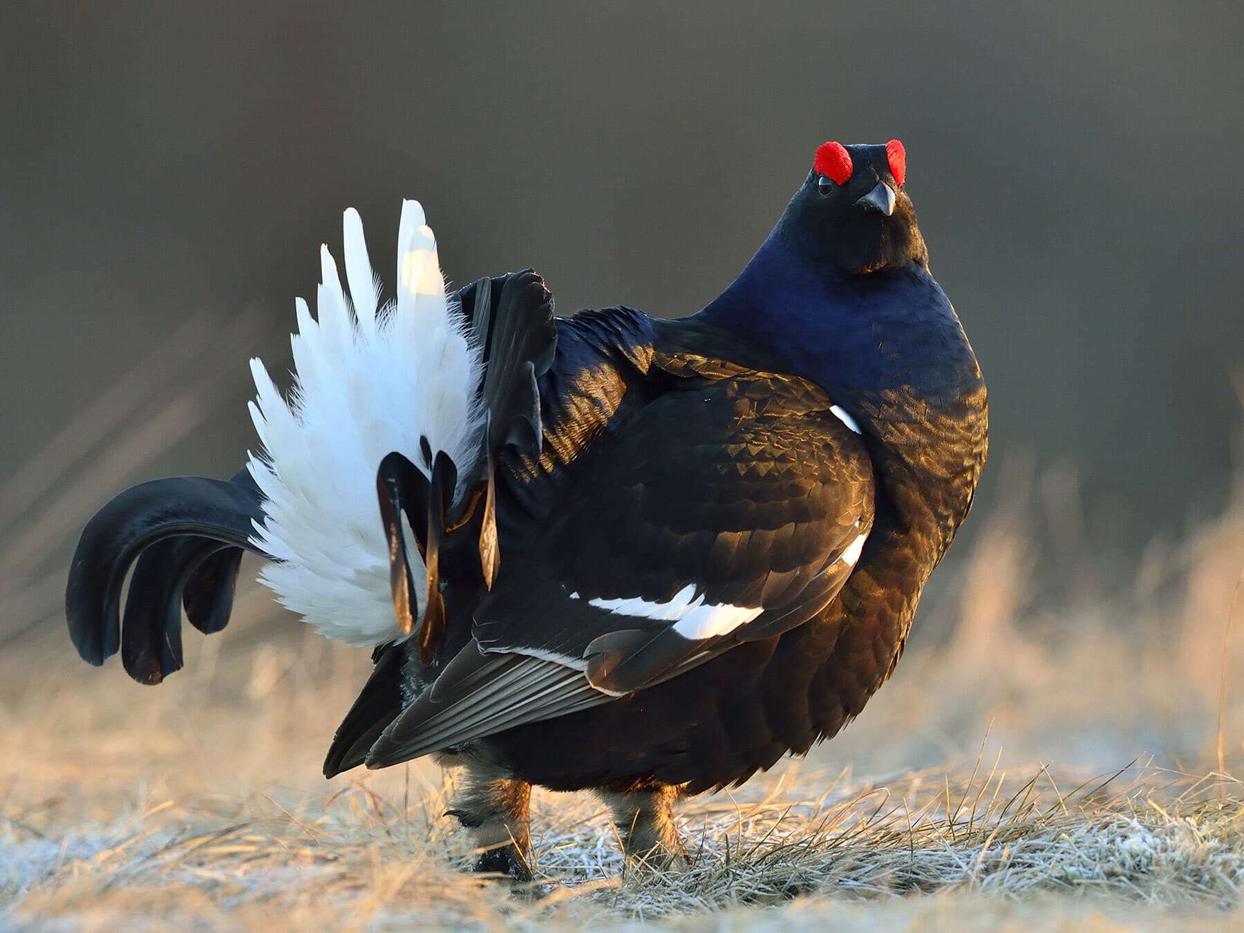 Close up of a Black Grouse