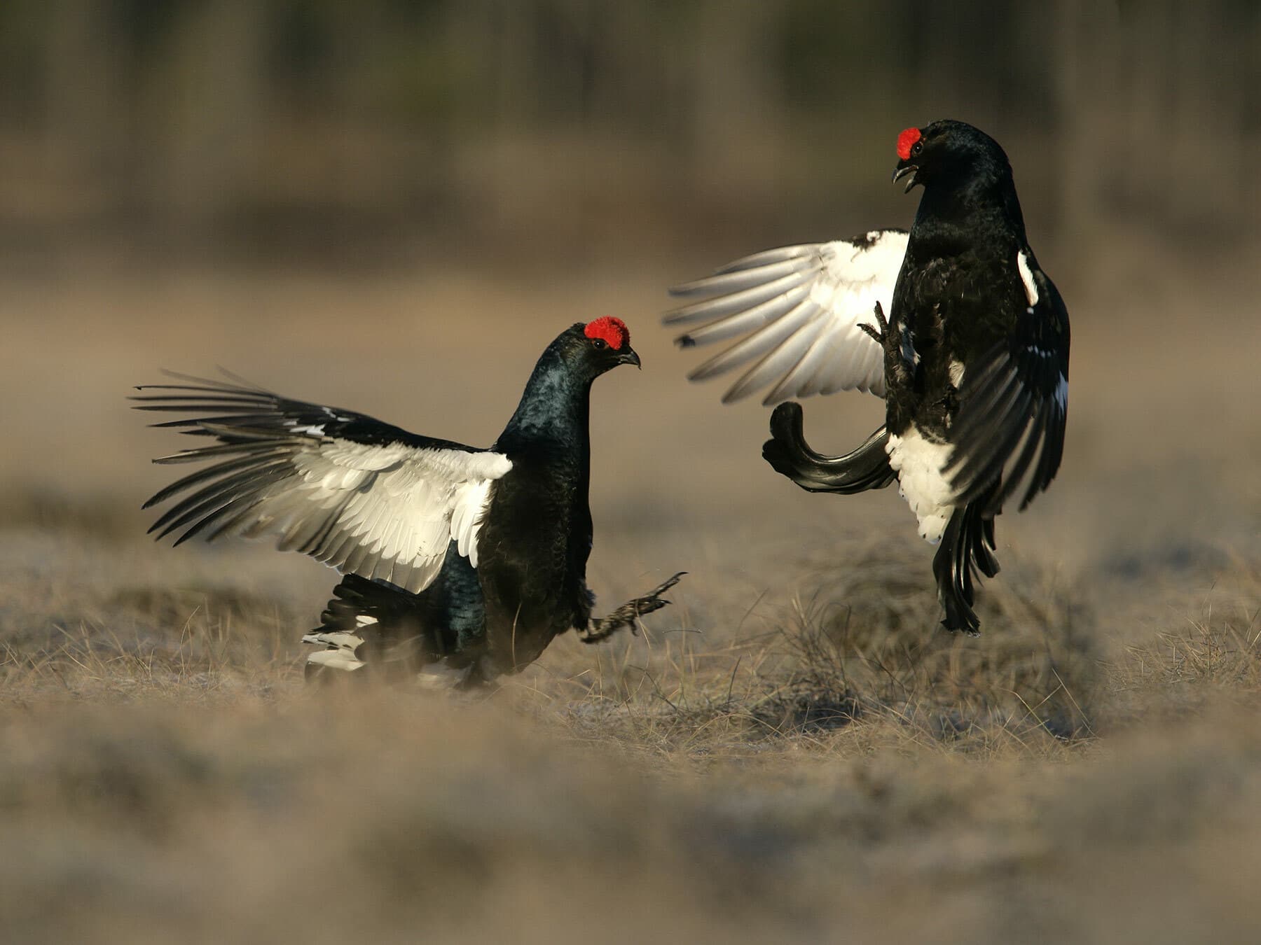 A pair of Black Grouse fighting