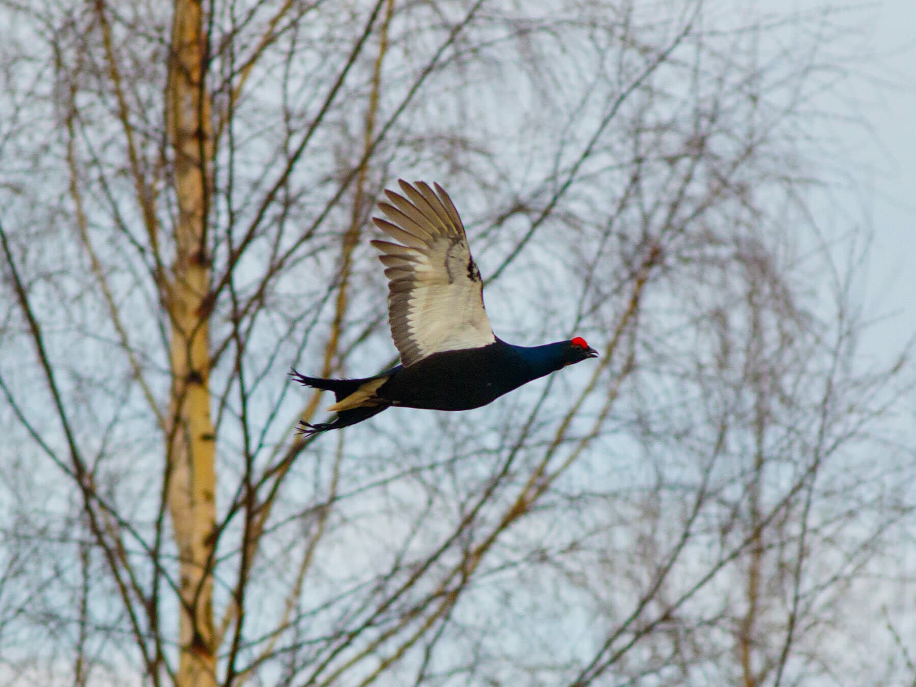 Black Grouse in flight