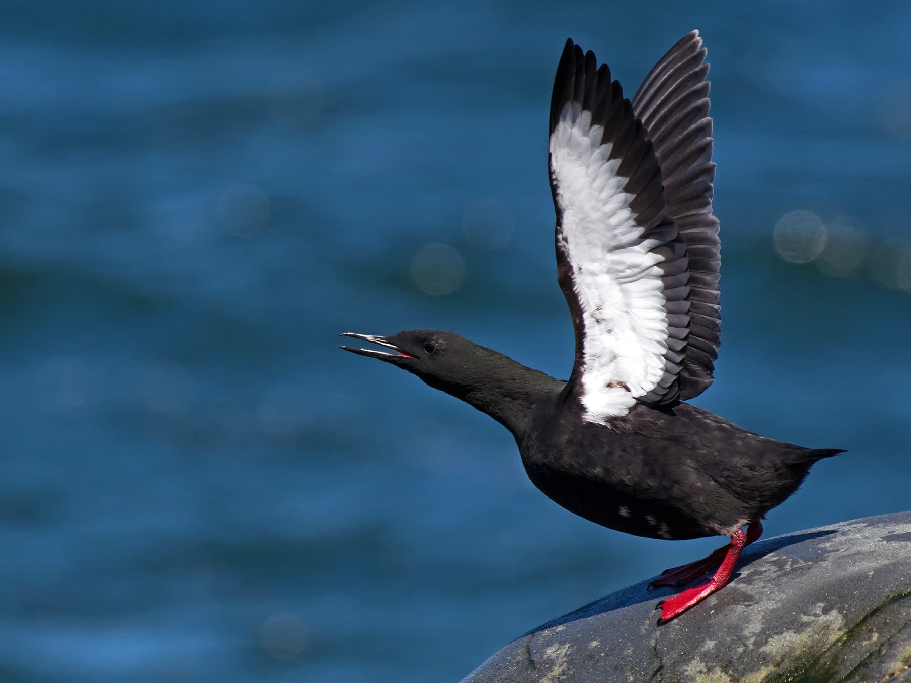 Black Guillemot about to take-off from the rocks