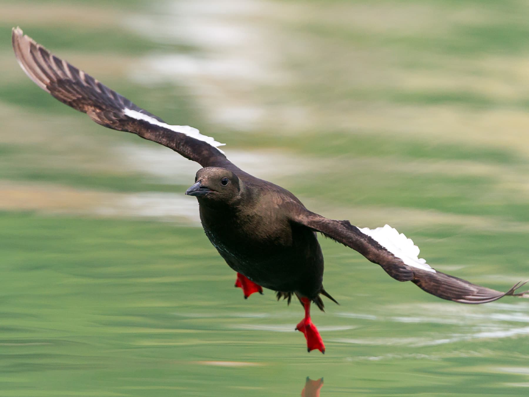 Black Guillemot in-flight