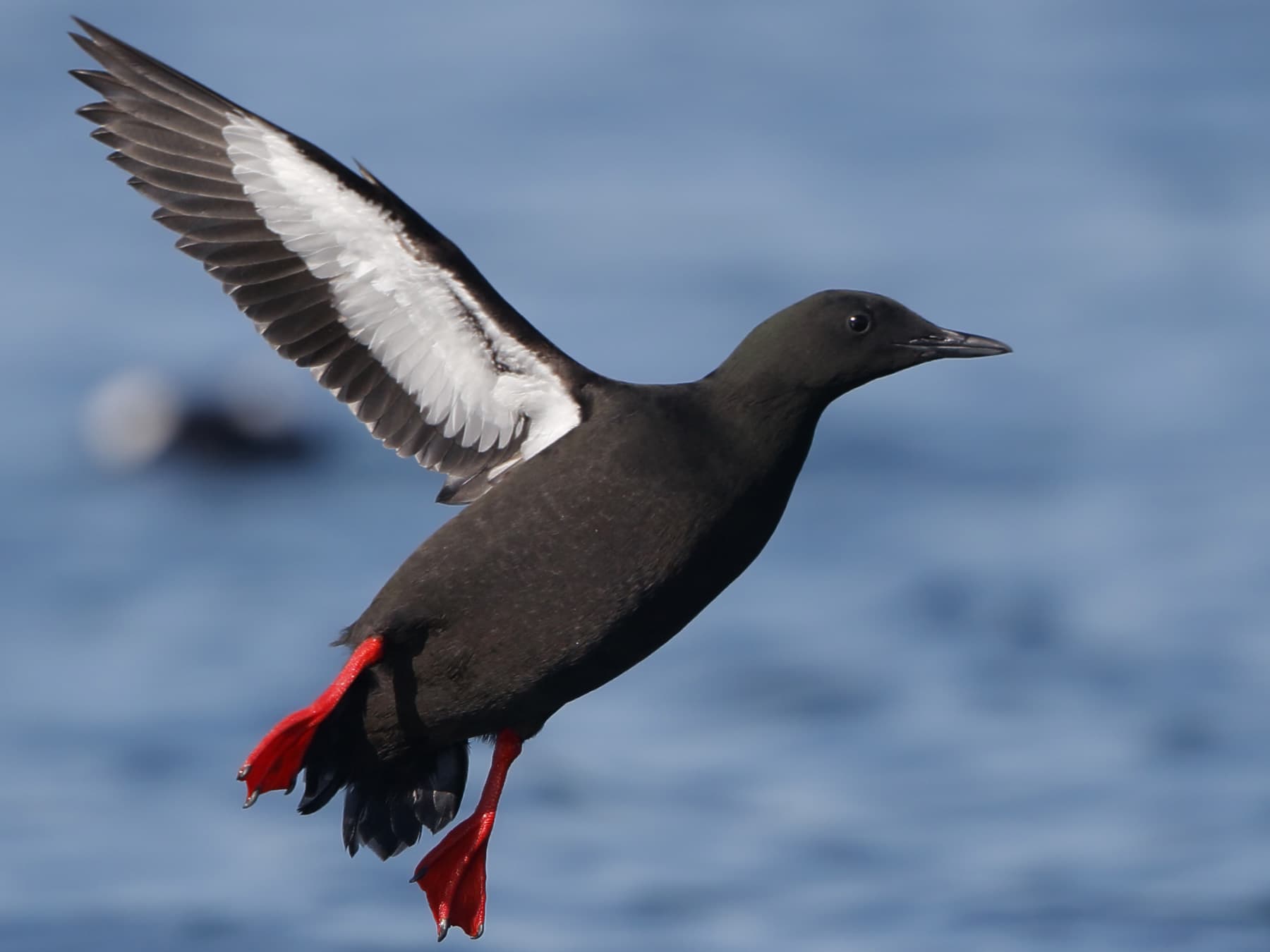 Black Guillemot landing in the harbour