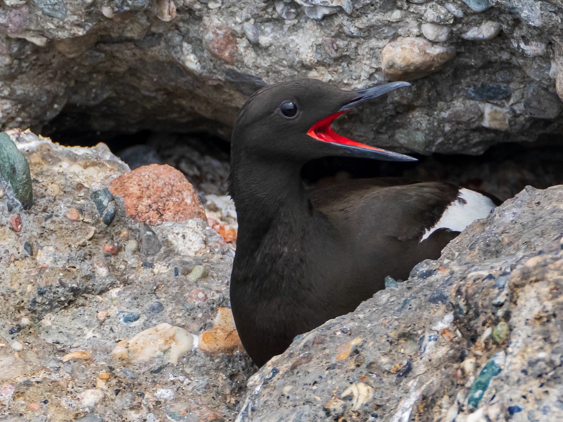 Black Guillemot sitting near to its nest