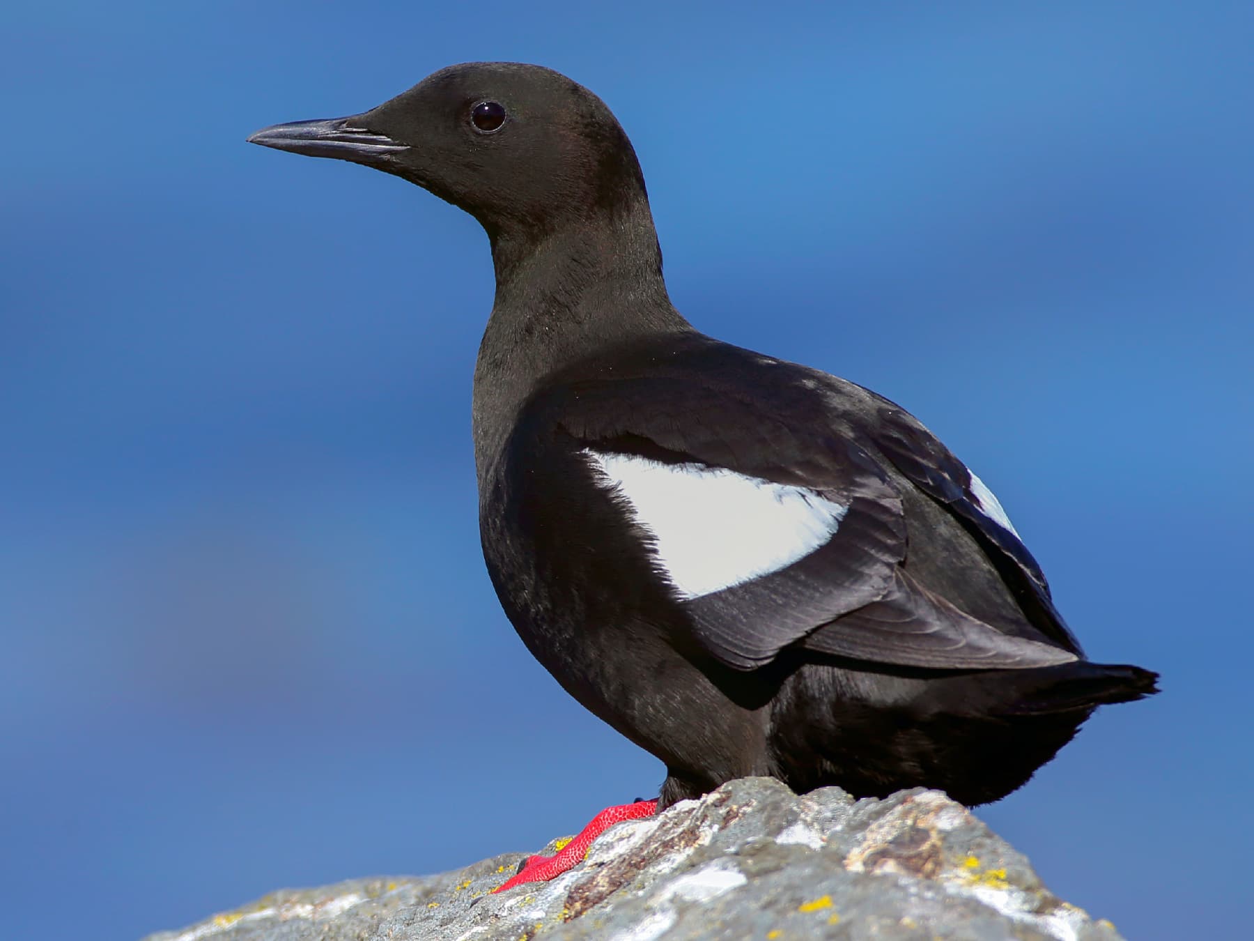 Black Guillemot resting on the rocks overlooking the sea