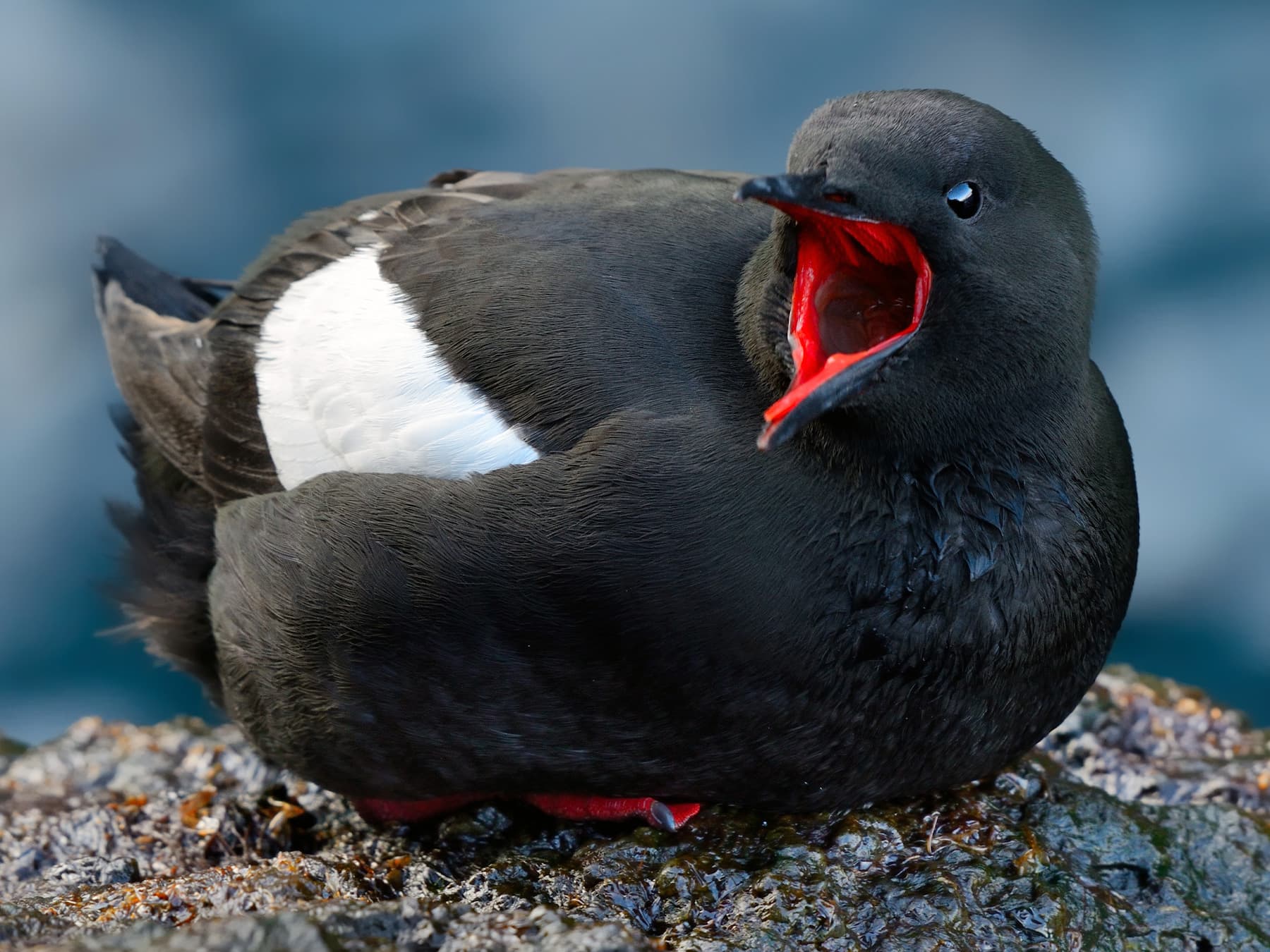 Black Guillemot resting on the rocks calling out