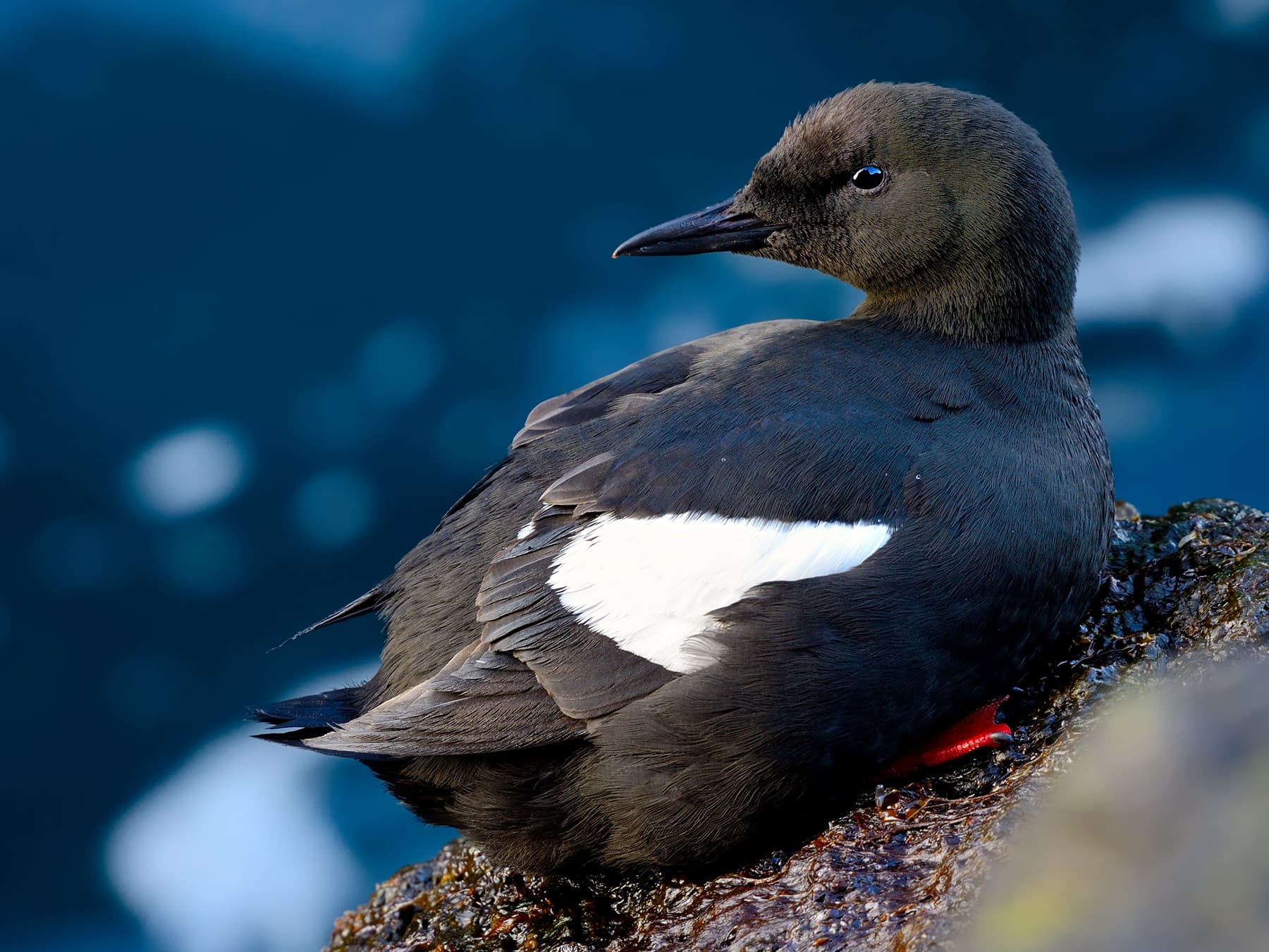 Black Guillemot sitting on rocks near to the sea