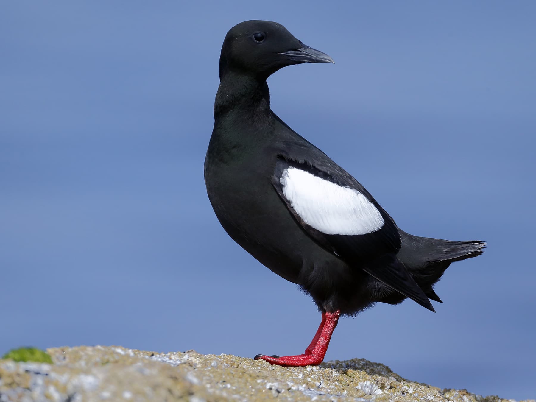 Black Guillemot standing on the rocks