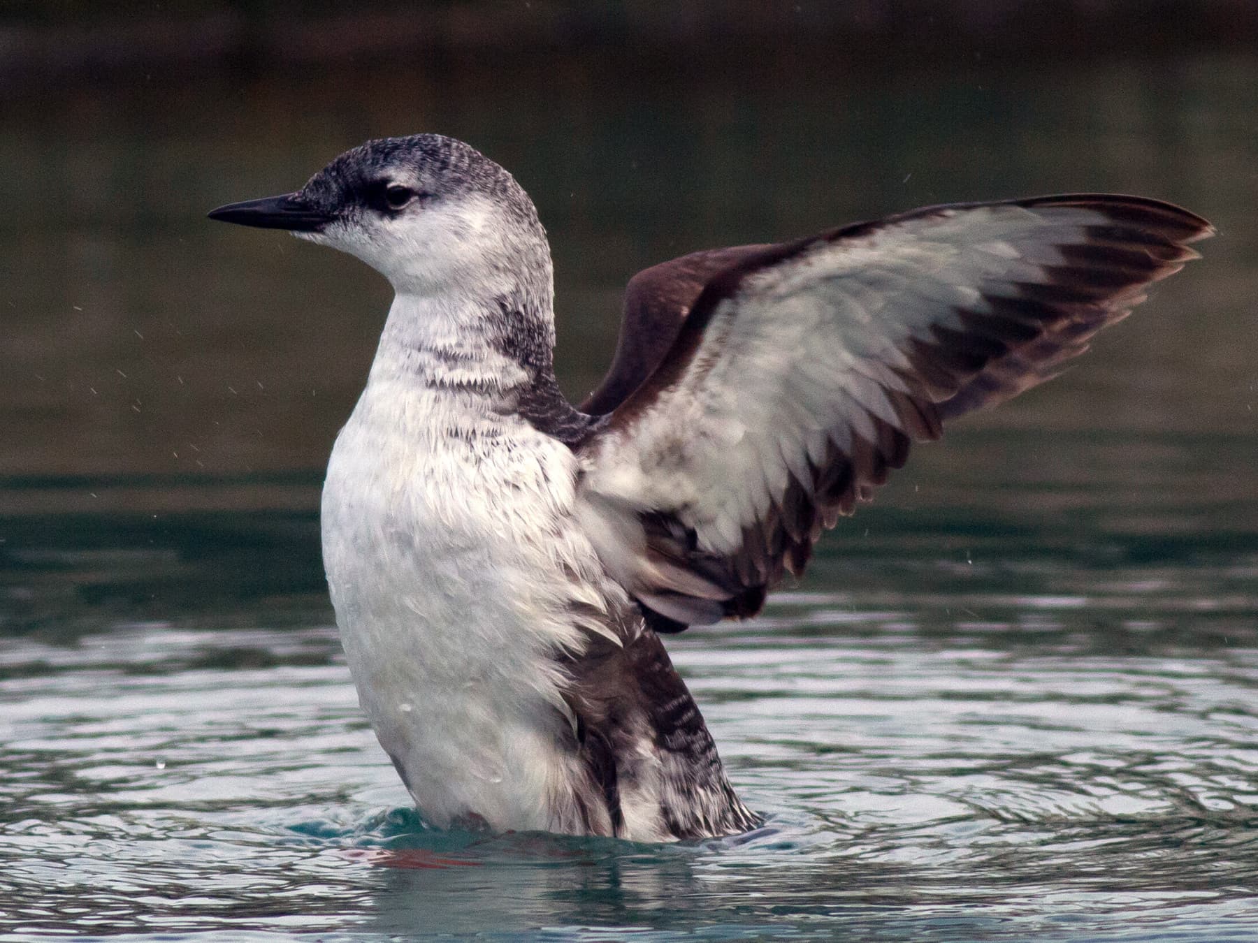 Black Guillemot (winter plumage) stretching its wings