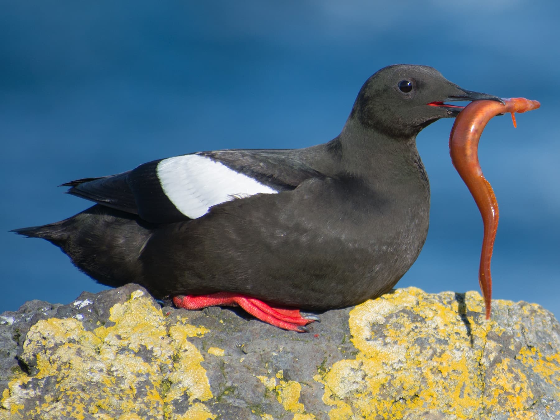 Black Guillemot with a rock gunnel in its beak