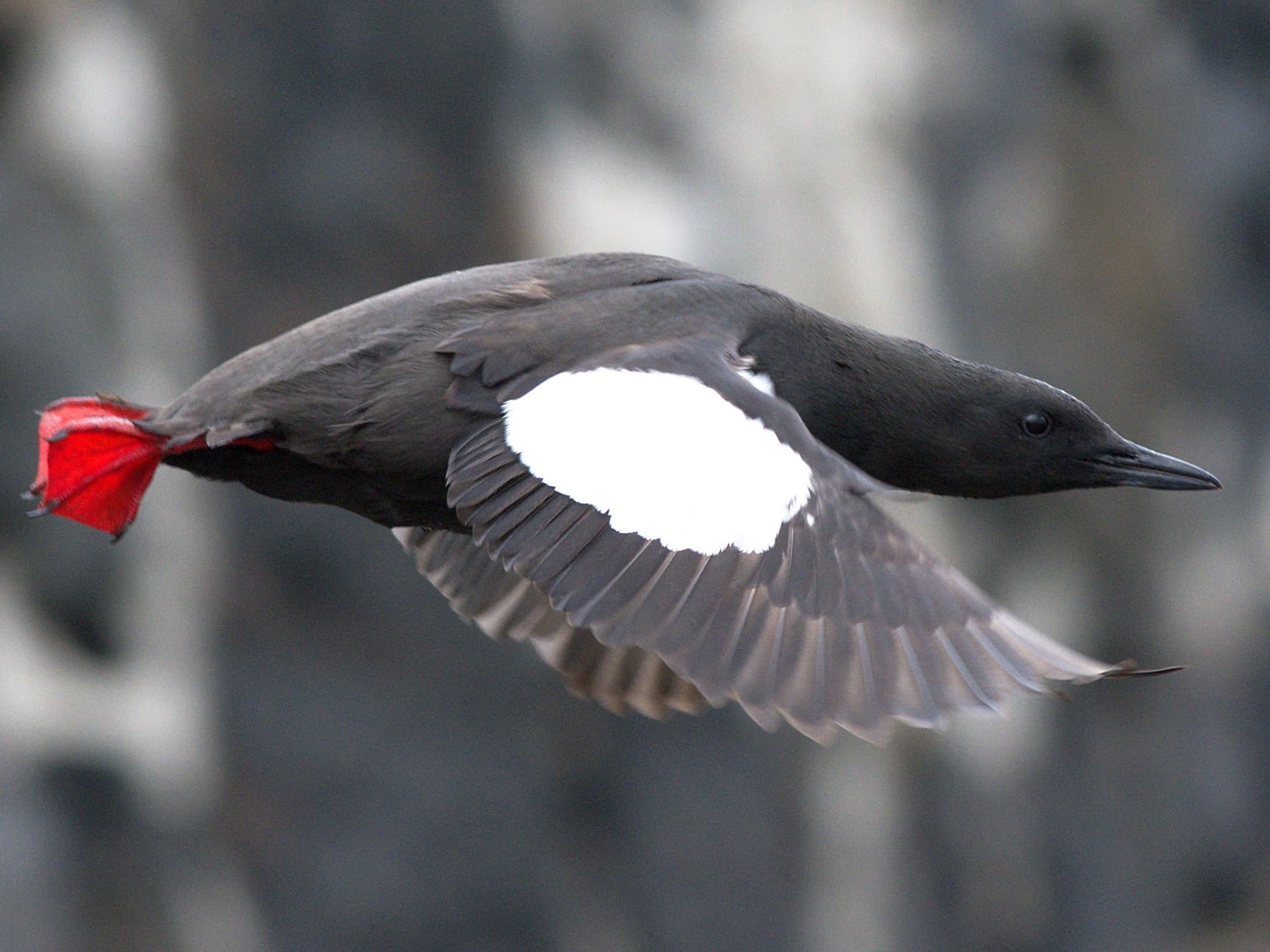 Black Guillemot in-flight