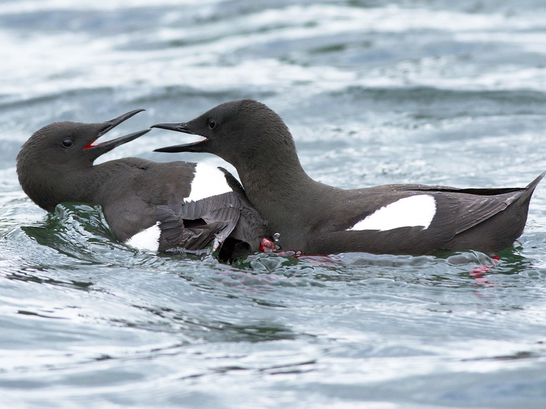 Black Guillemots fighting on the sea