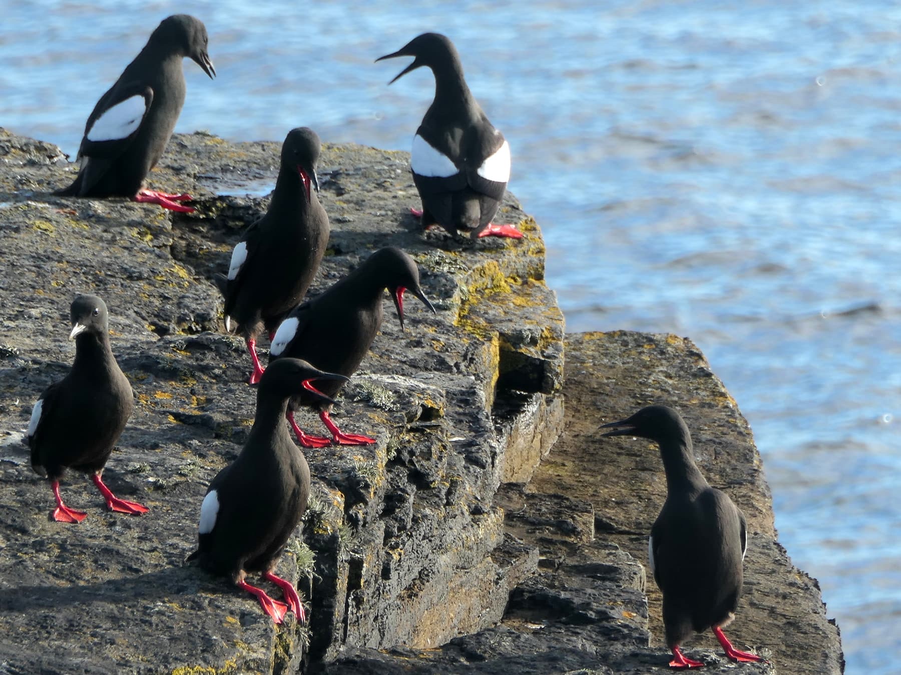 Black Guillemots in coastal habitat