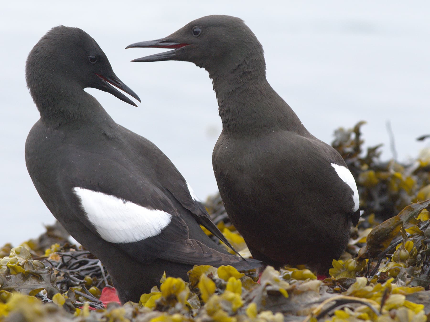 Pair of Black Guillemots