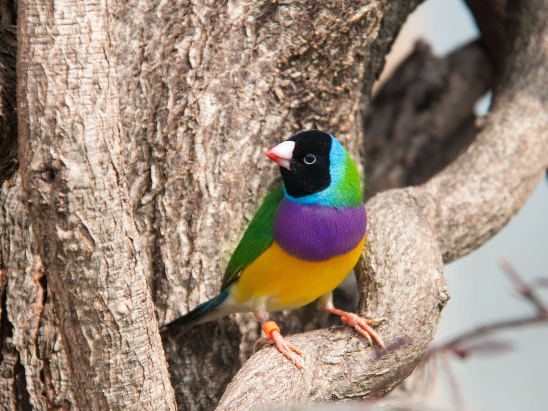 Black-headed Gouldian Finch