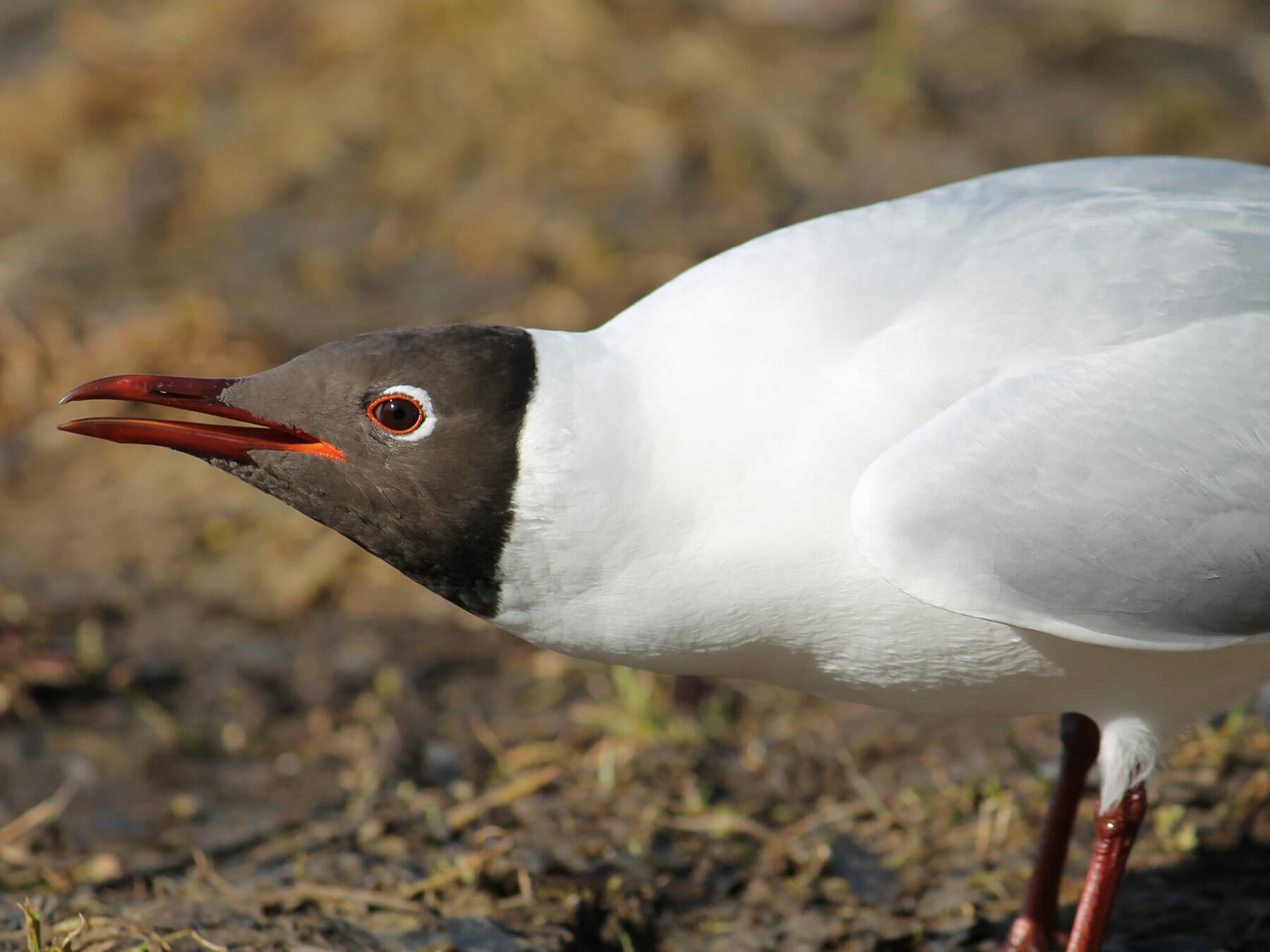 Black-headed Gull