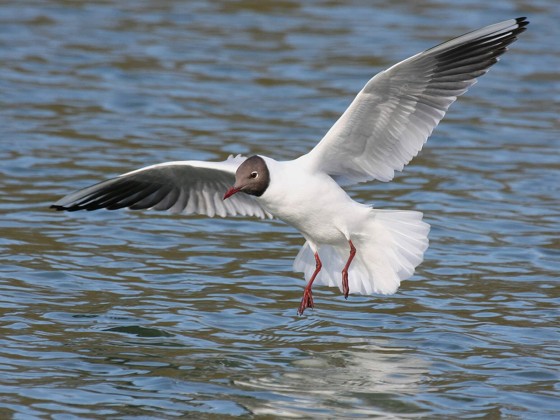 Black-headed Gull landing
