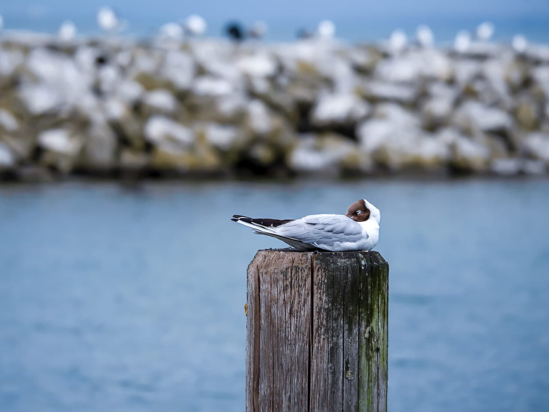 Black headed gull sleeping