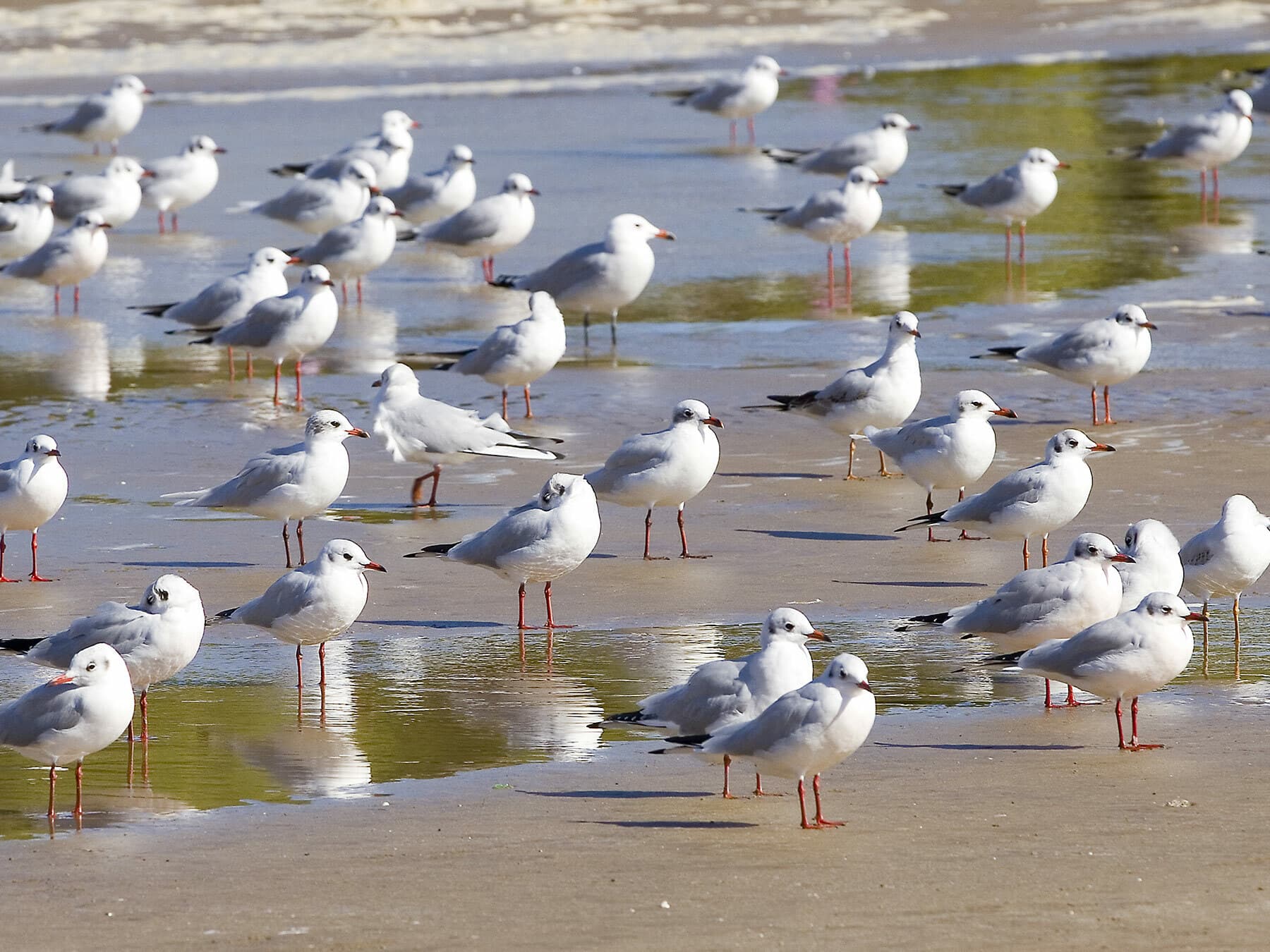 Black-headed Gulls with their winter plumage