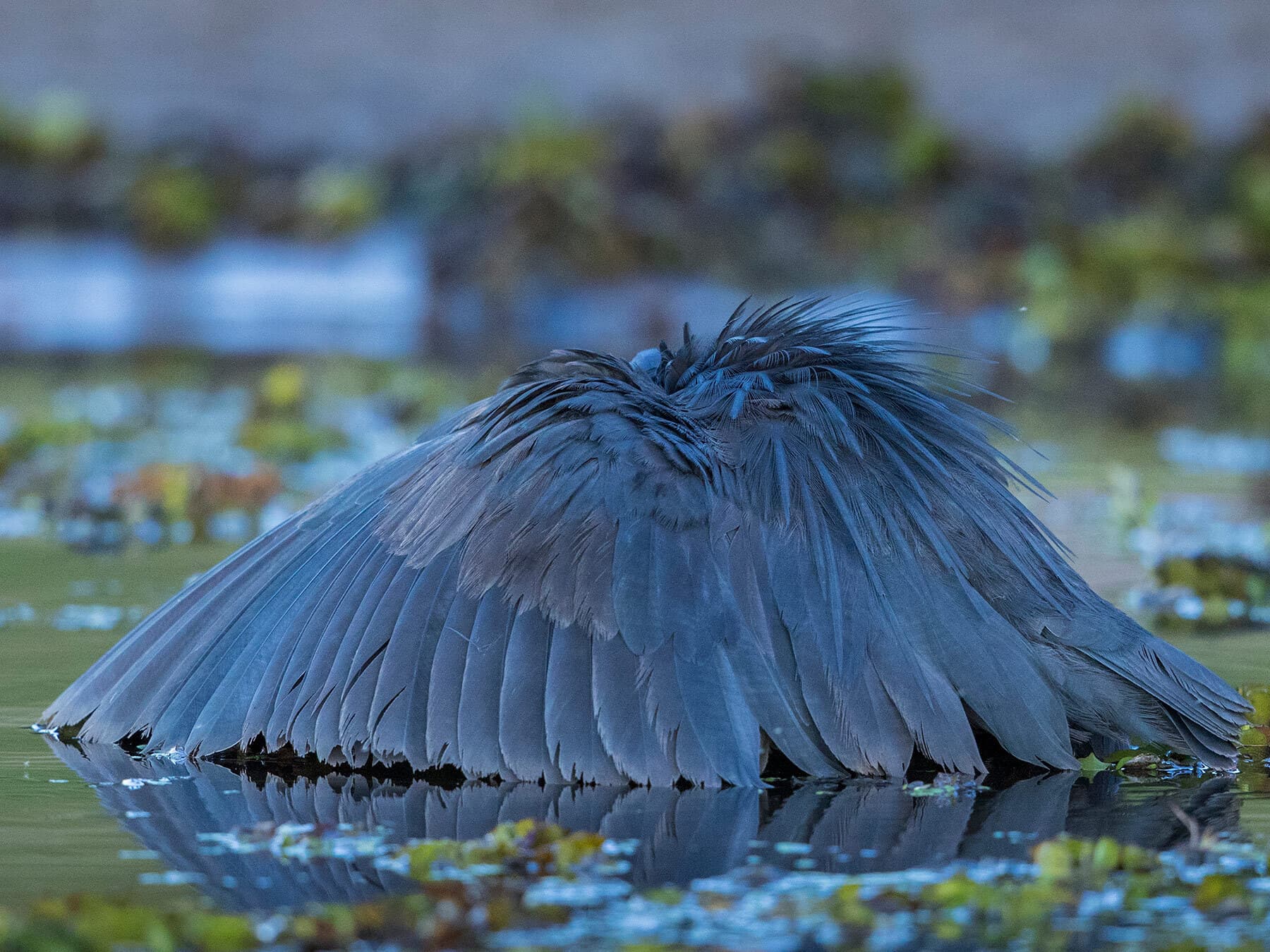 Black heron canopy fishing