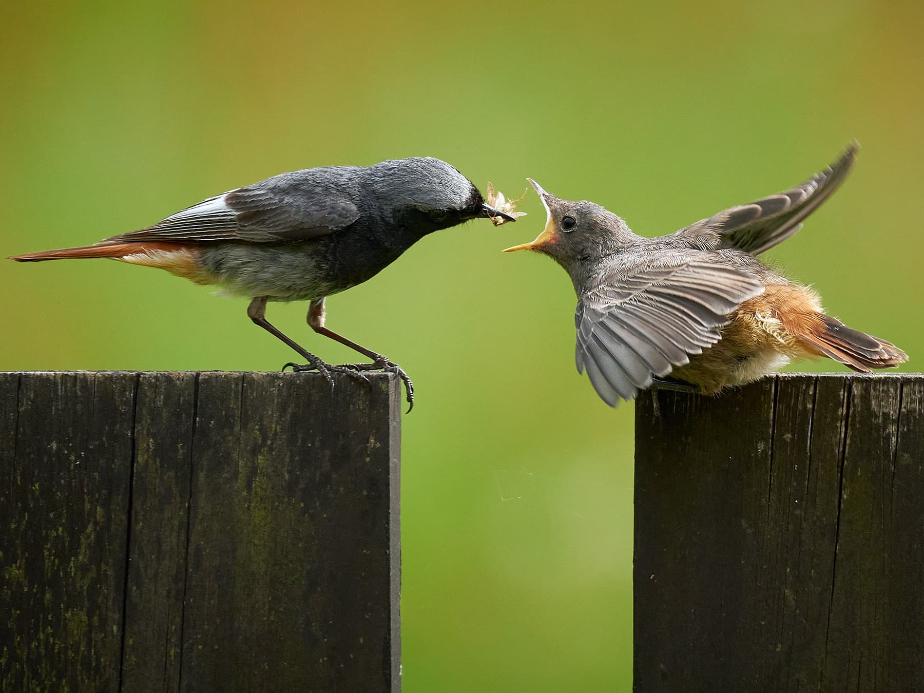 Black Redstart feeding its young