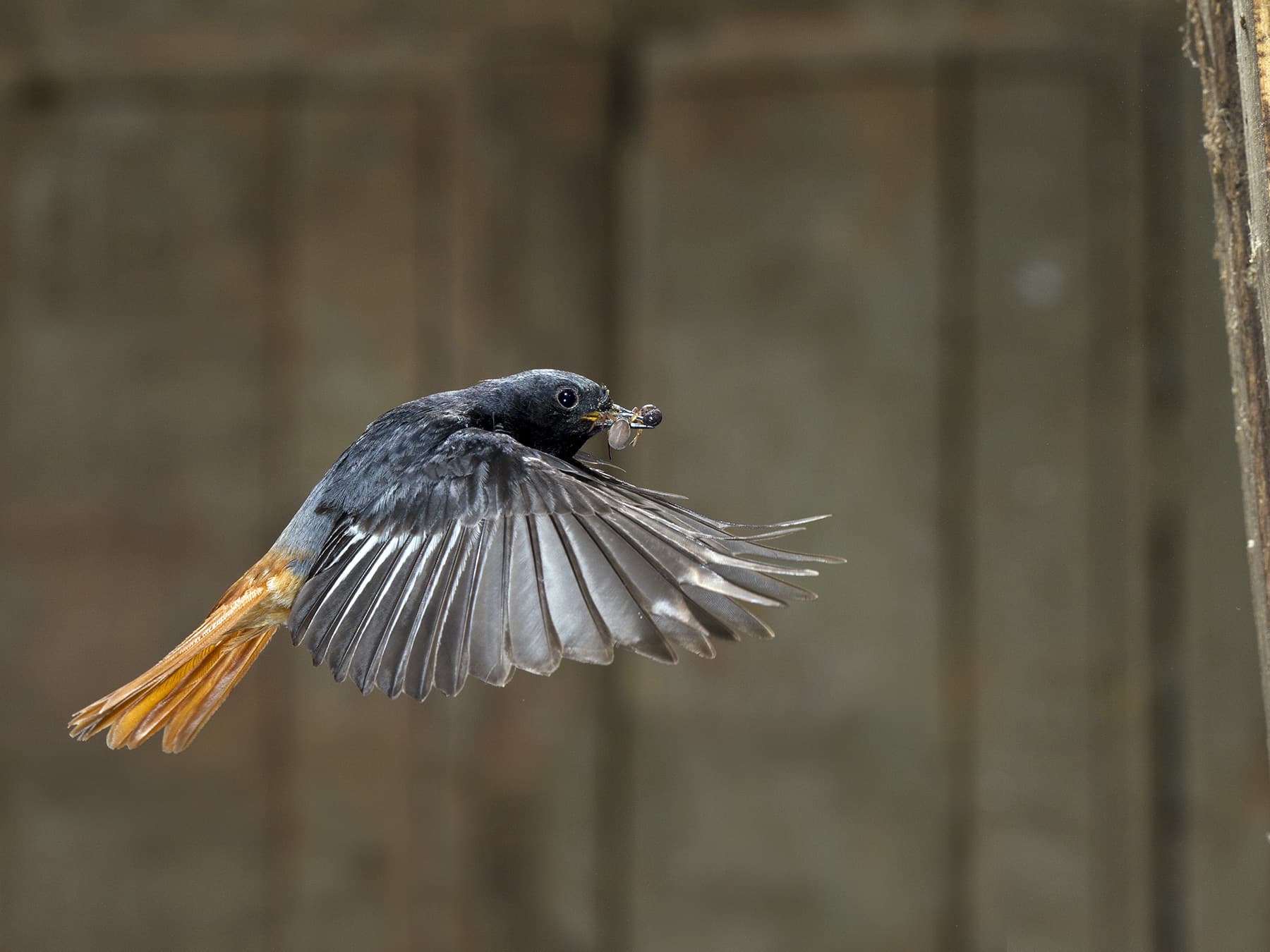 Black Redstart in-flight carrying food in his beak