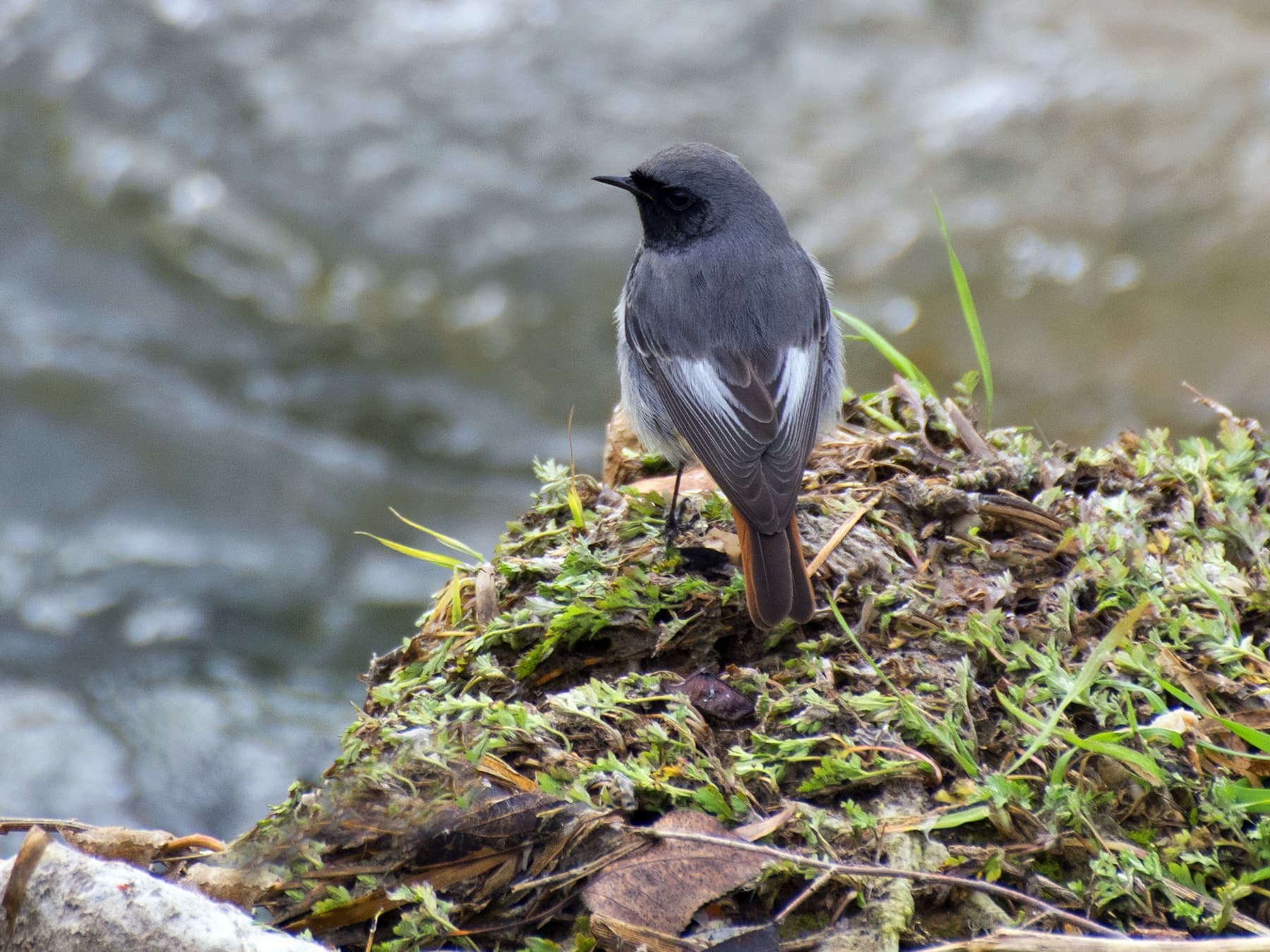 Black Redstart in natural habitat