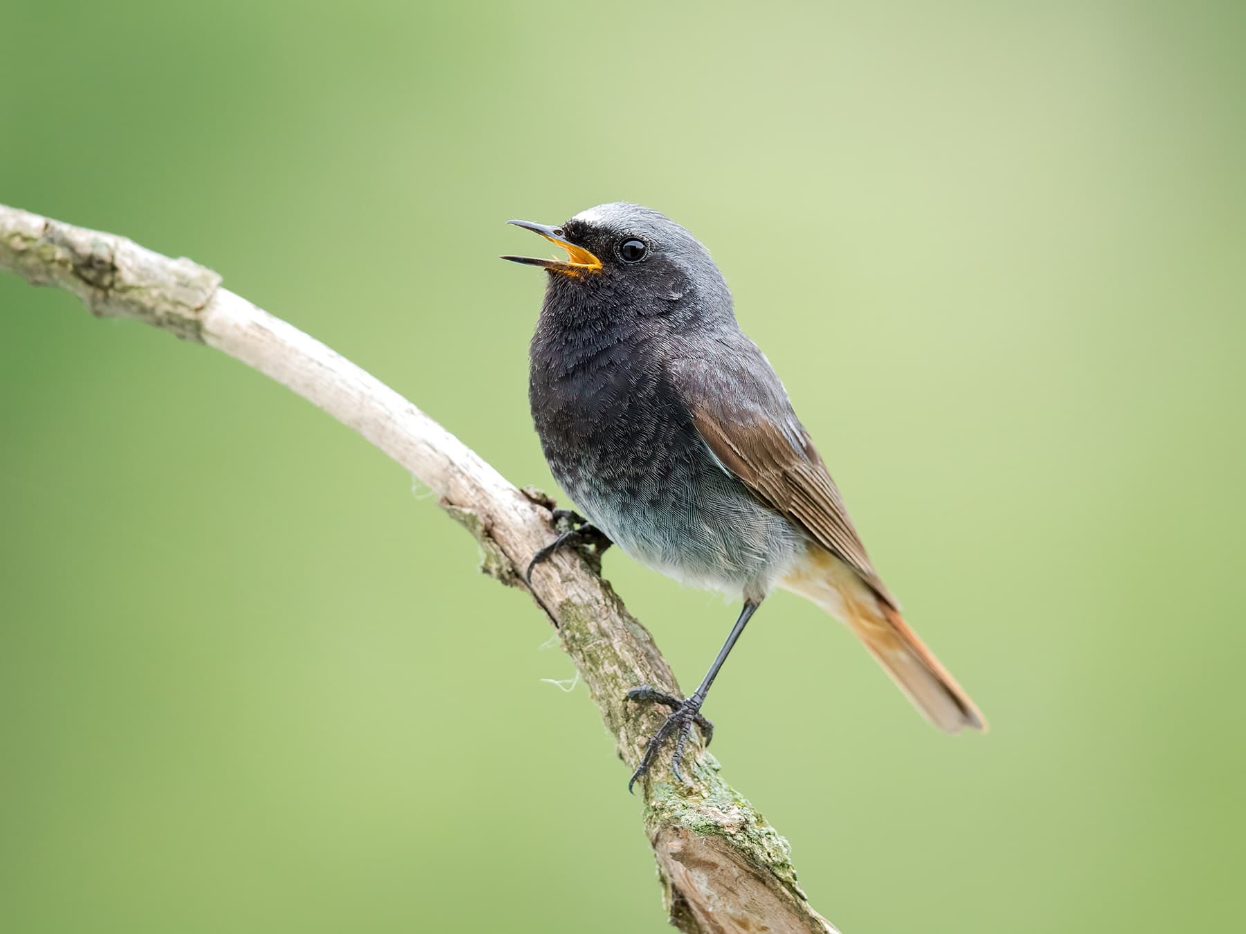 Black Redstart calling out to deter intruders