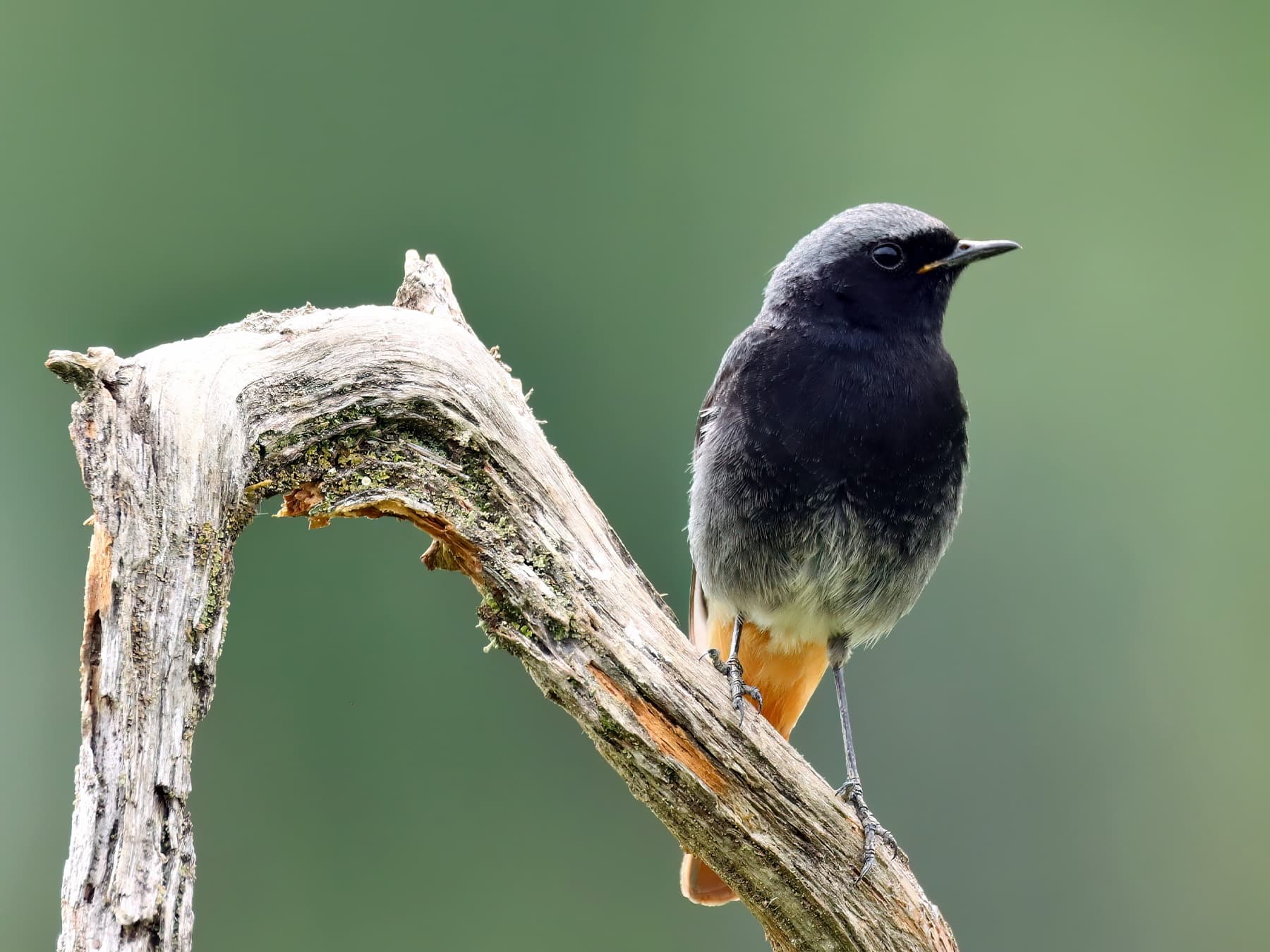 Black Redstart resting on a branch
