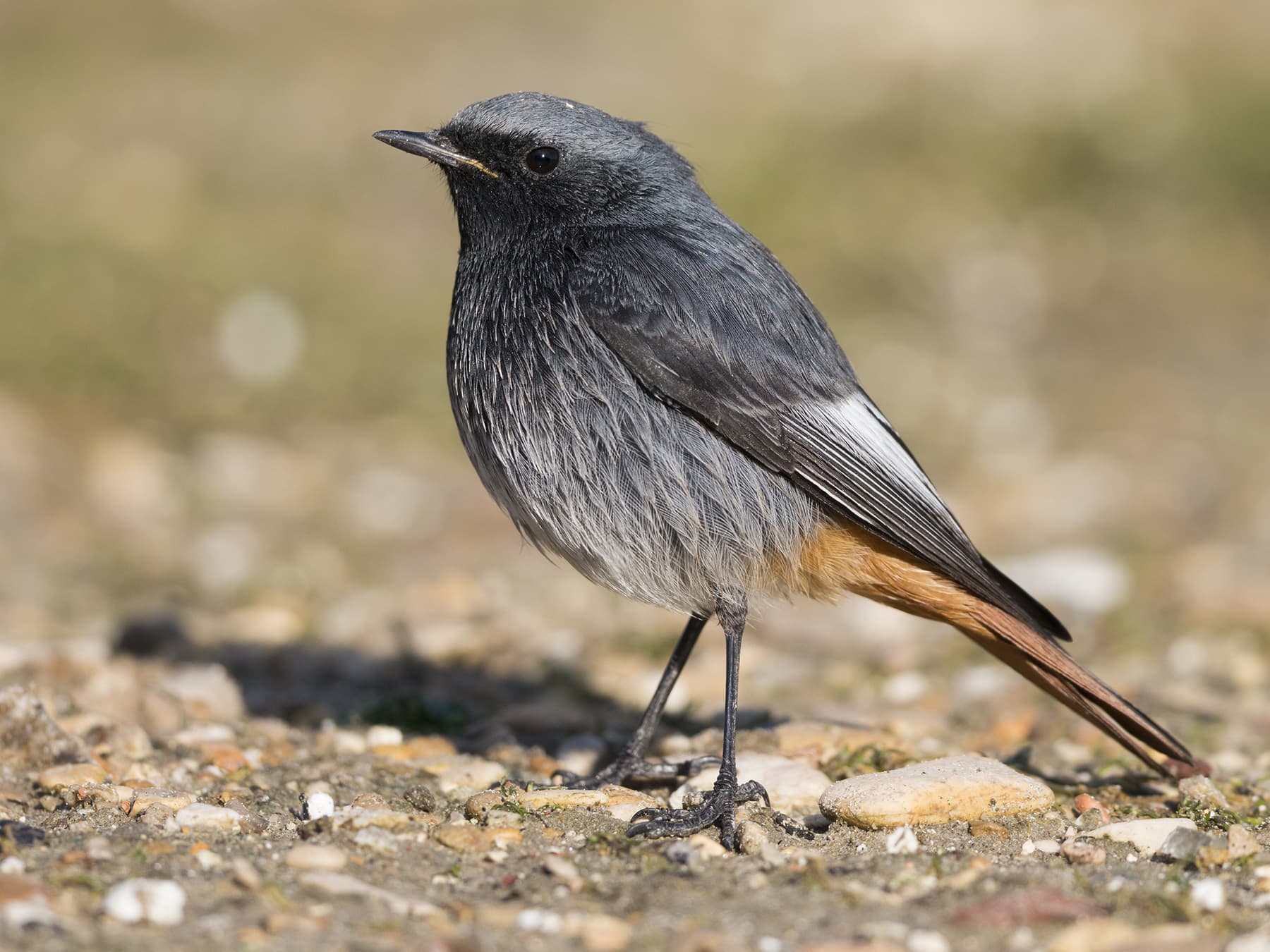 Black Redstart in natural habitat