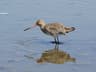 Black-tailed Godwit