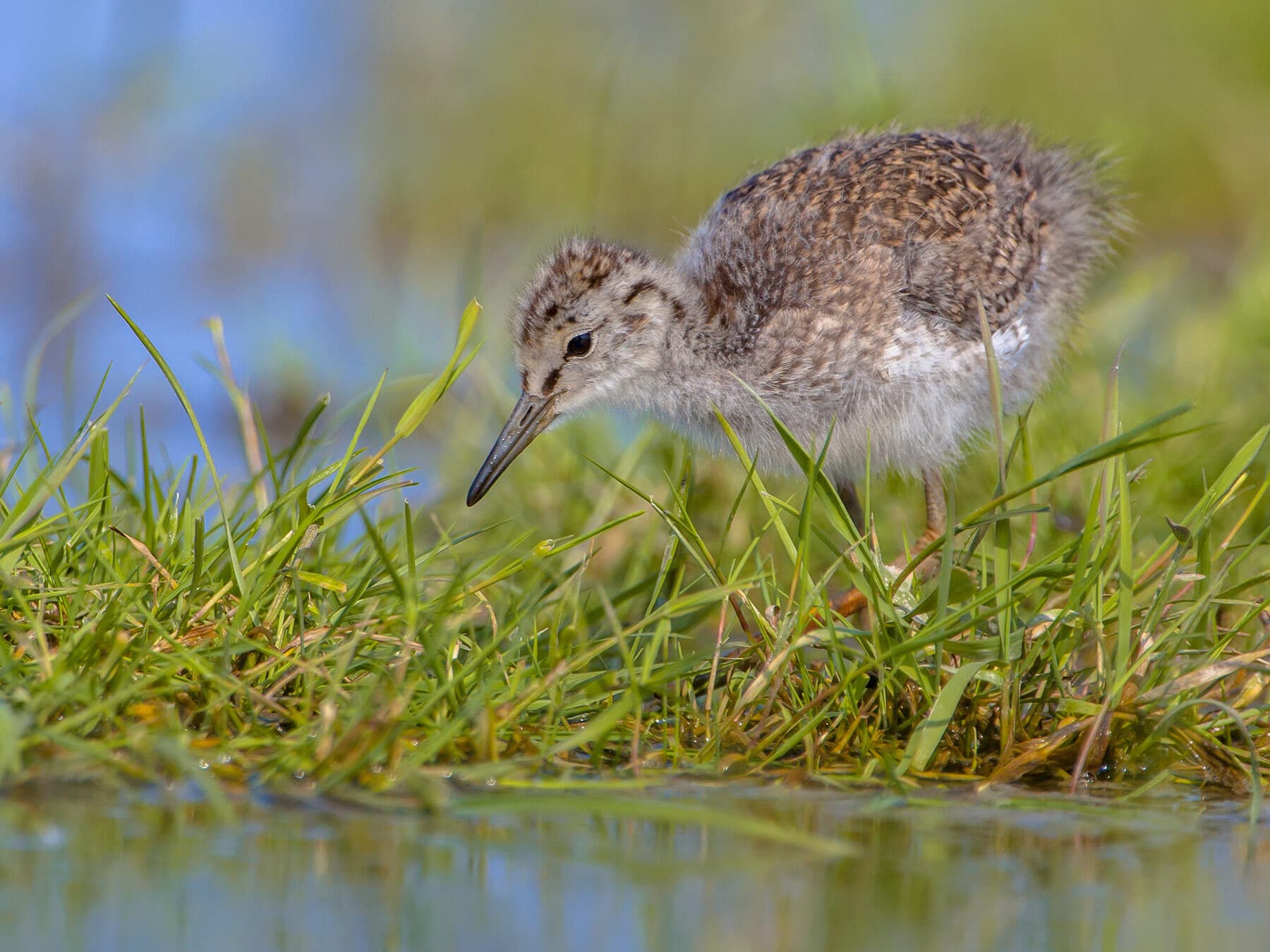 Black-Tailed Godwit chick