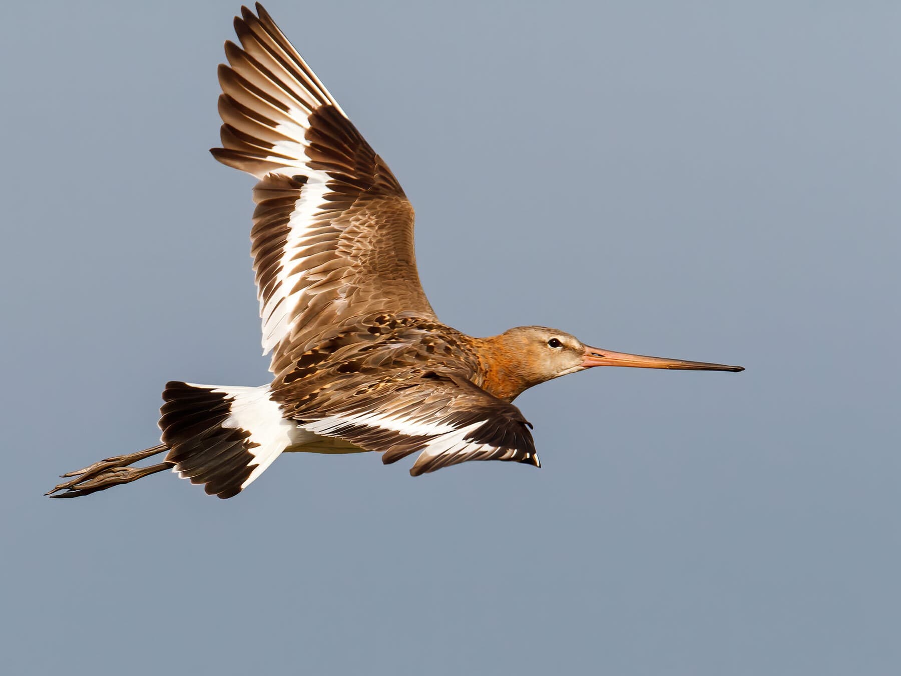 Black-Tailed Godwit in flight