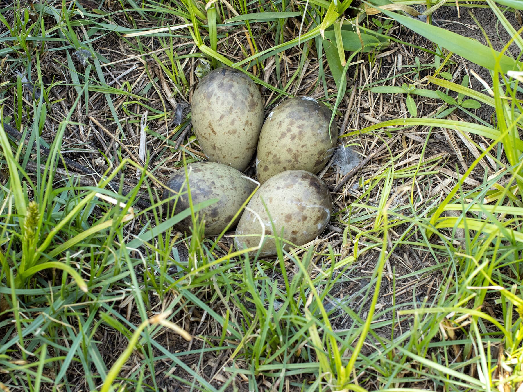 The nest and eggs of a Black-Tailed Godwit