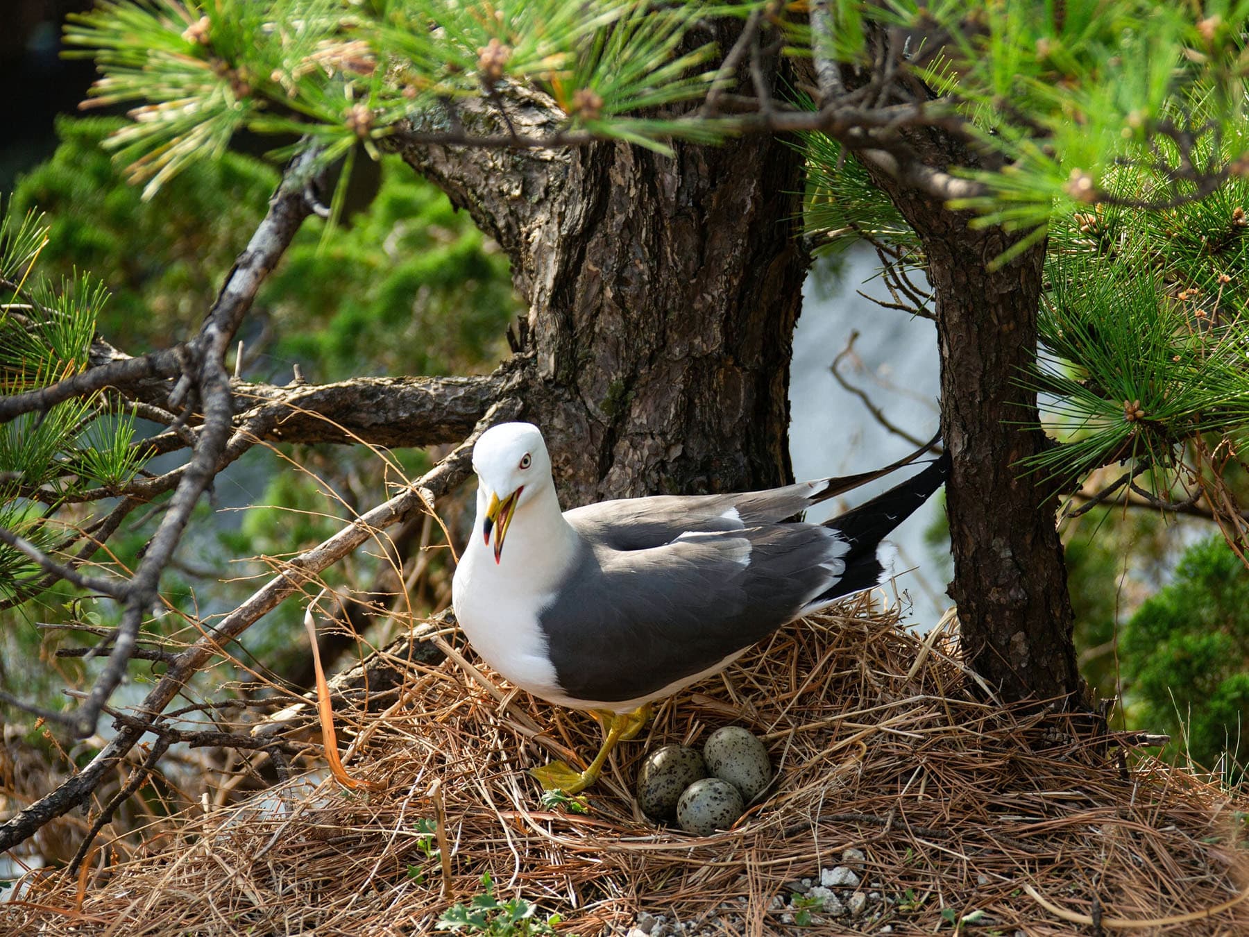 Black-tailed Gull at the nest with three eggs
